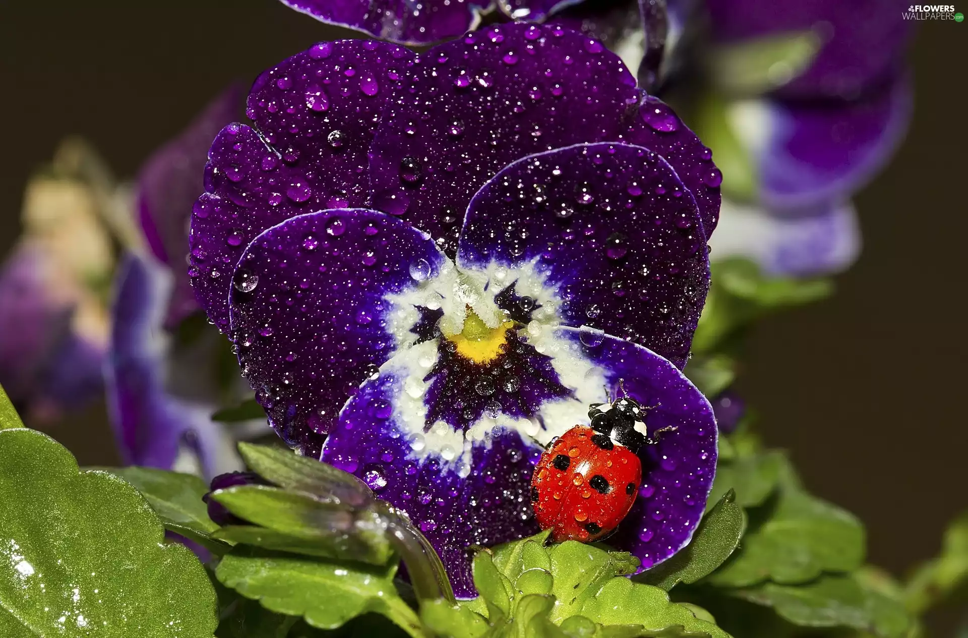 rain, ladybird, pansy, drops, claret