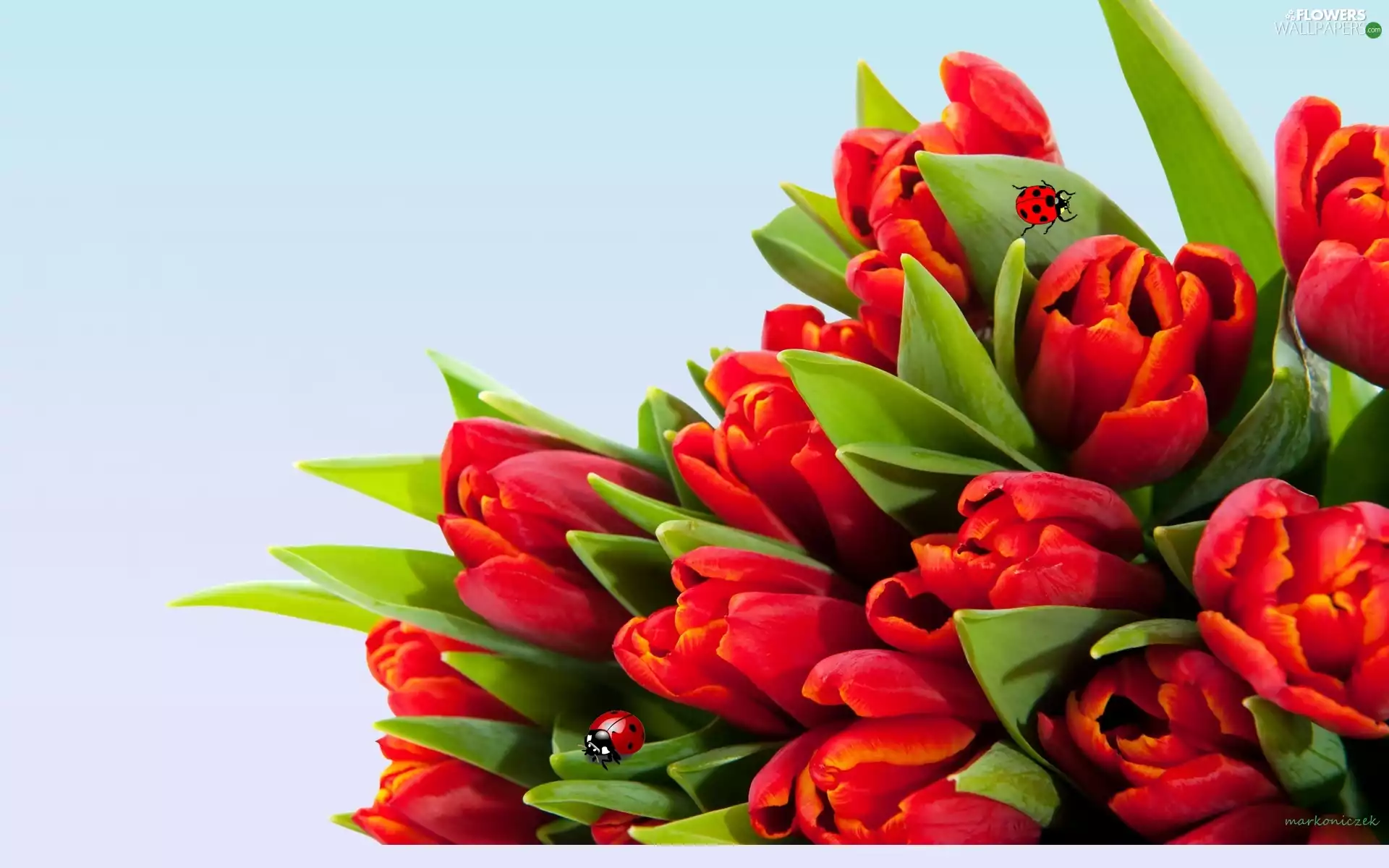 ladybugs, Tulips, Red