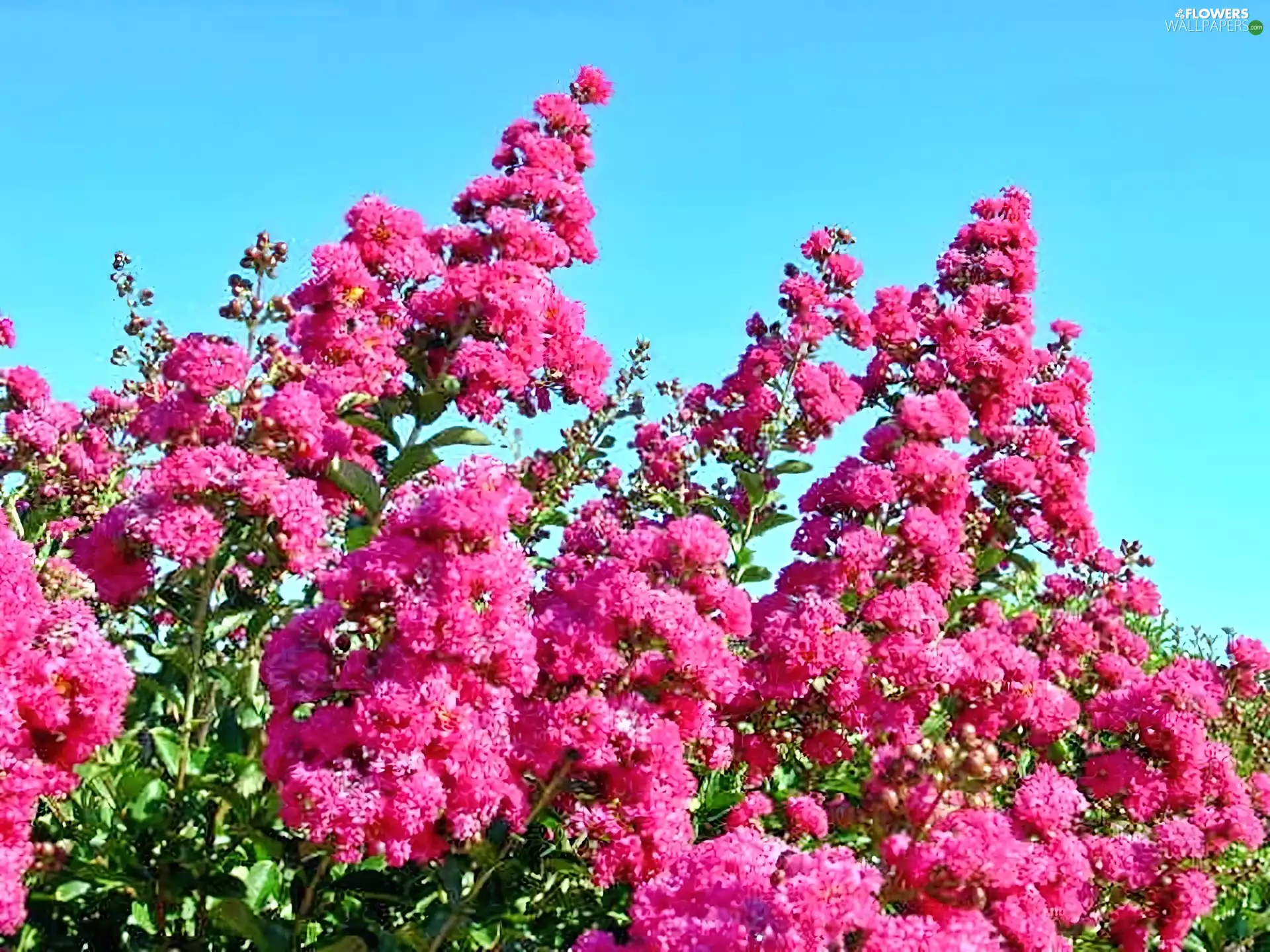 Lagerstroemia, Pink