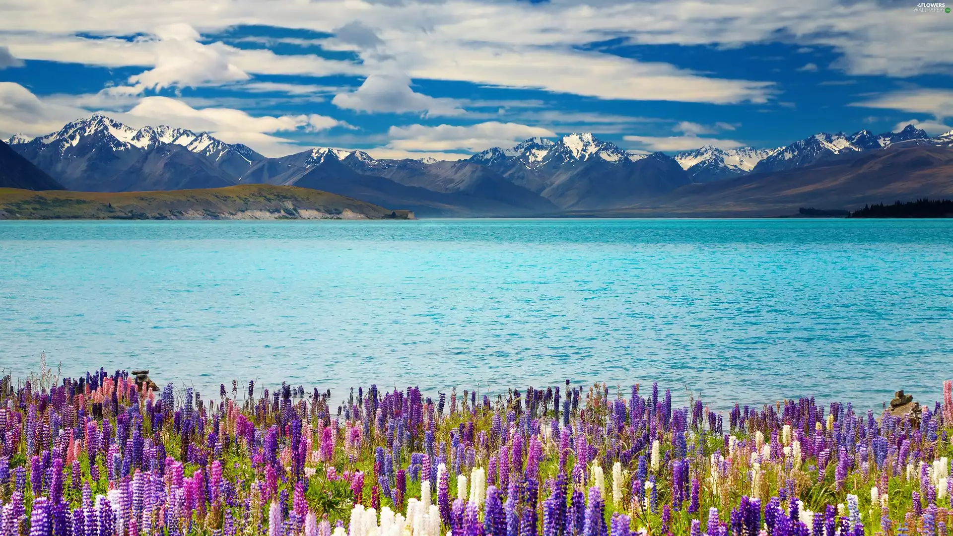 mountain, lake, lupine, by, color