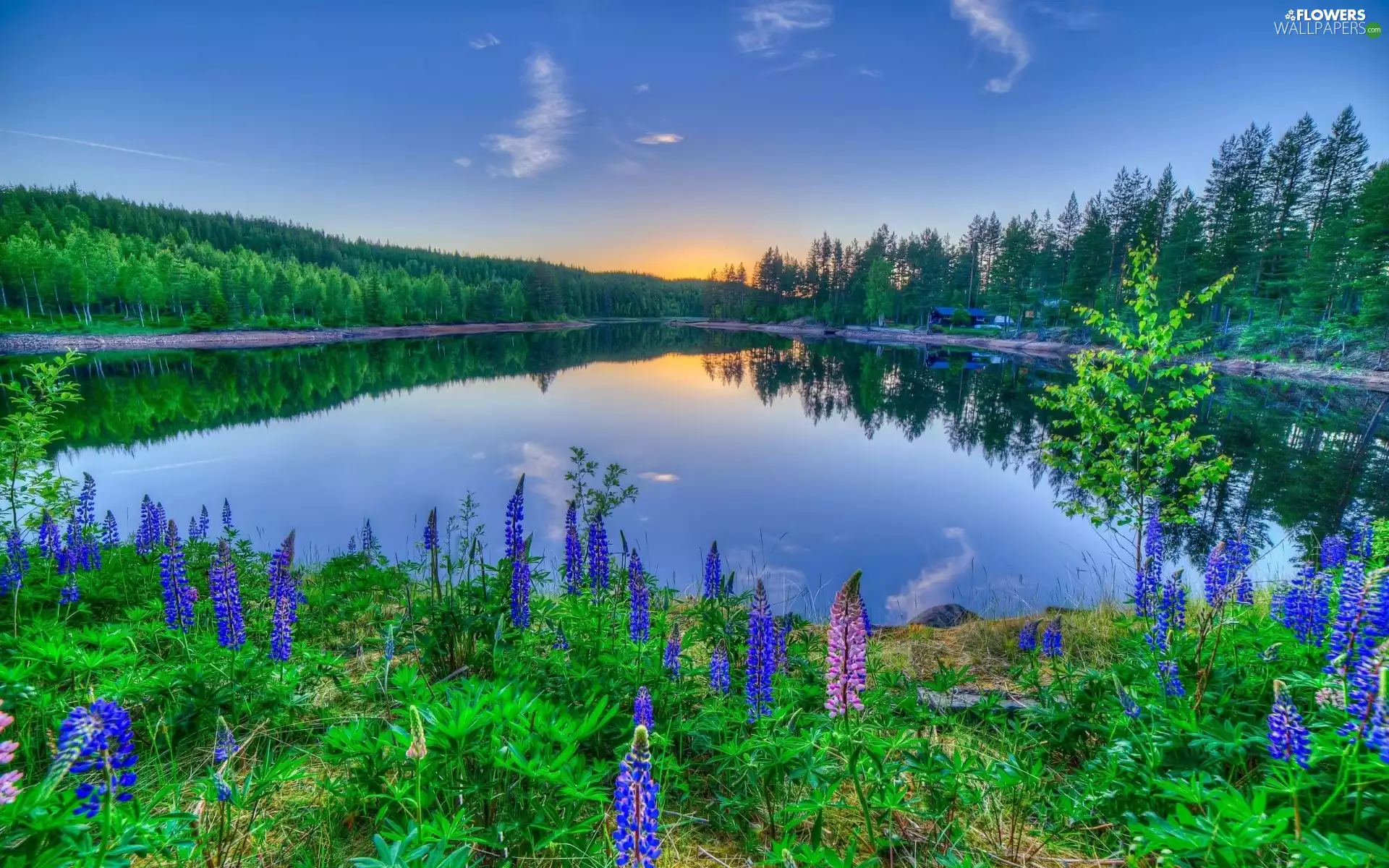 lake, lupins