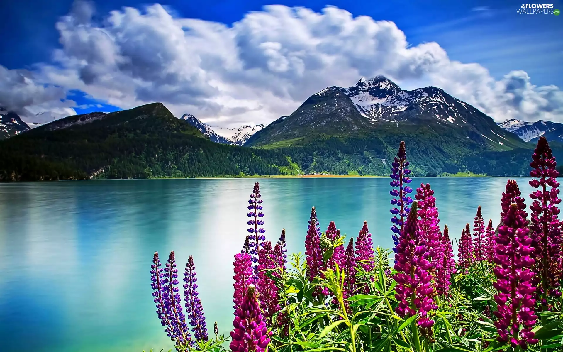 Mountains, clouds, lupine, lake
