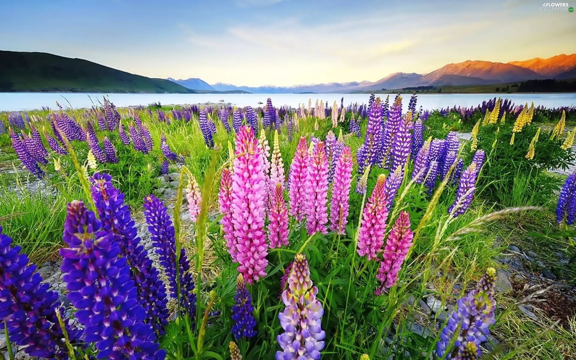 Mountains, Meadow, lupine, lake