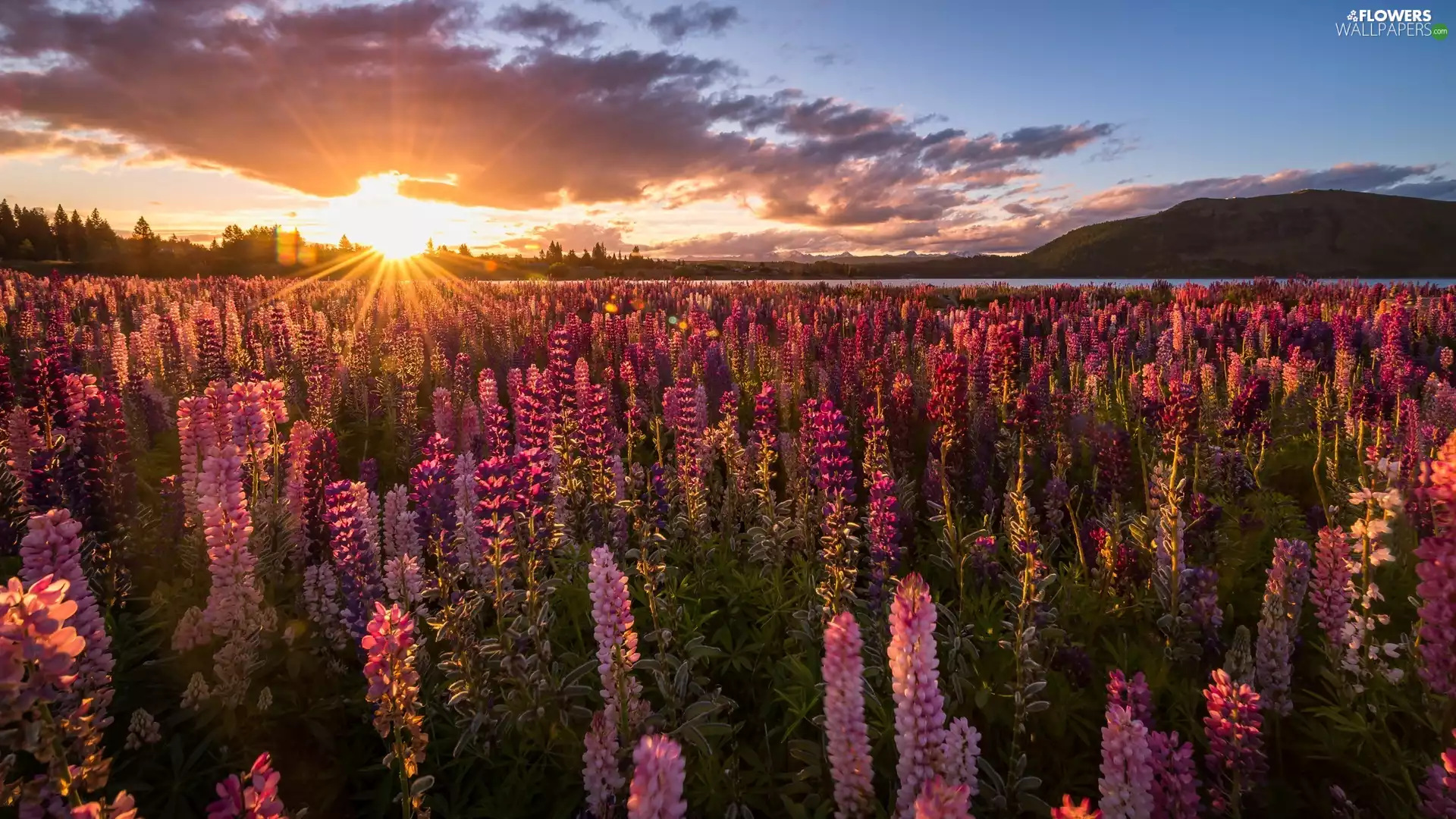 Mountains, New Zeland, rays of the Sun, Tekapo Lake, lupine, clouds, viewes, Flowers, trees