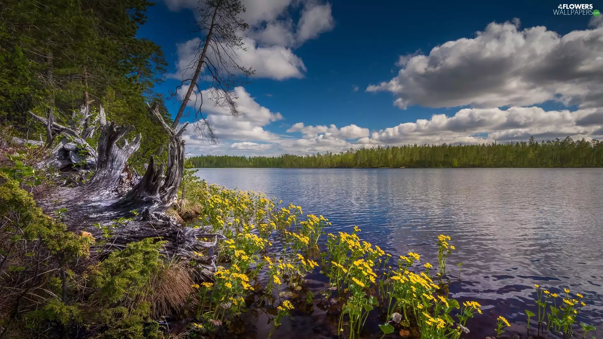 viewes, Kainuu Region, lake, Flowers, clouds, Finland, Hossa National Park, marigolds, Yellow, trees