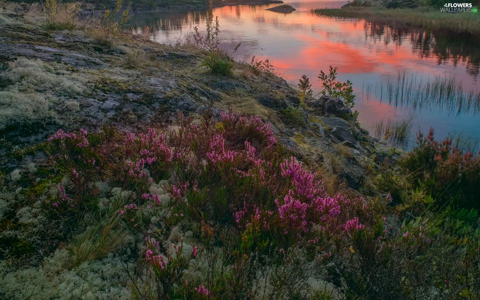 rocks, coast, heathers, lake