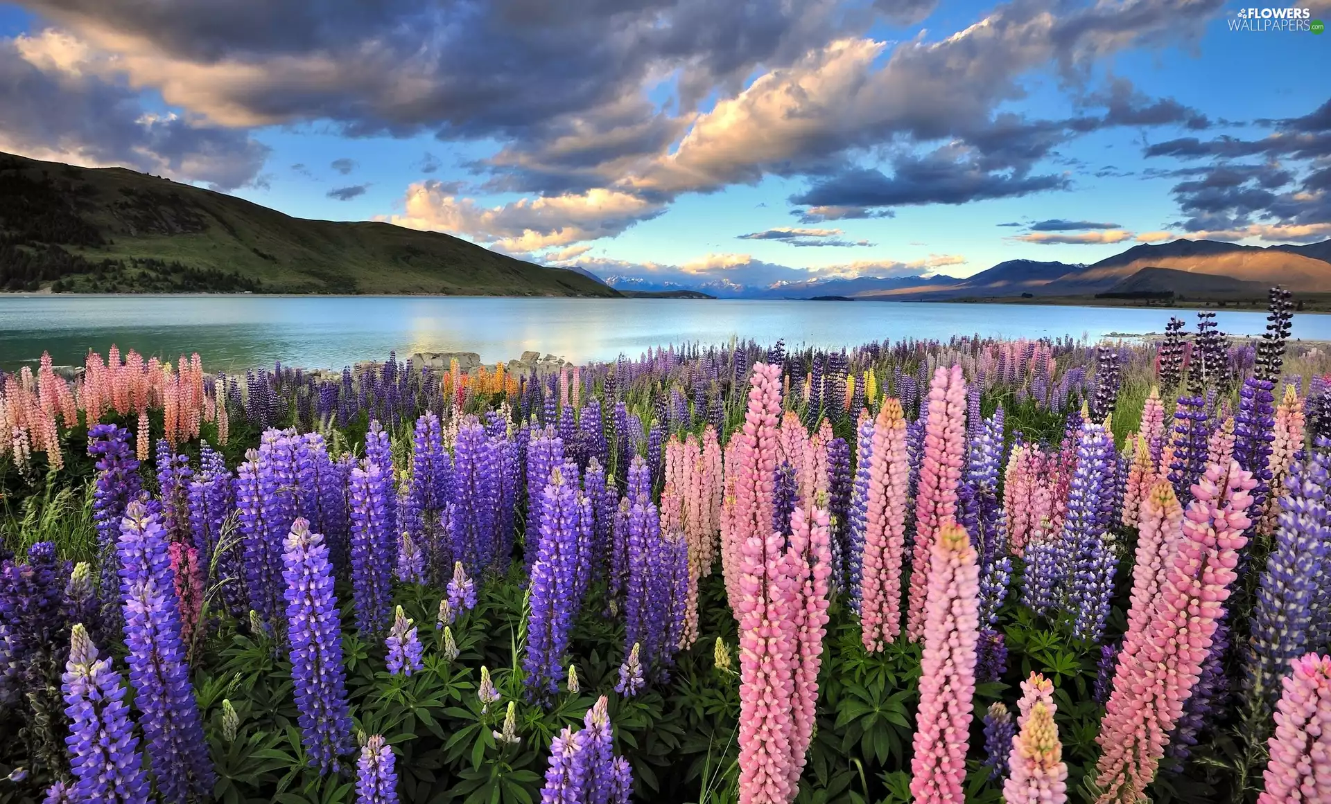 Meadow, lupine, Tekapo Lake, Mountains, New Zeland