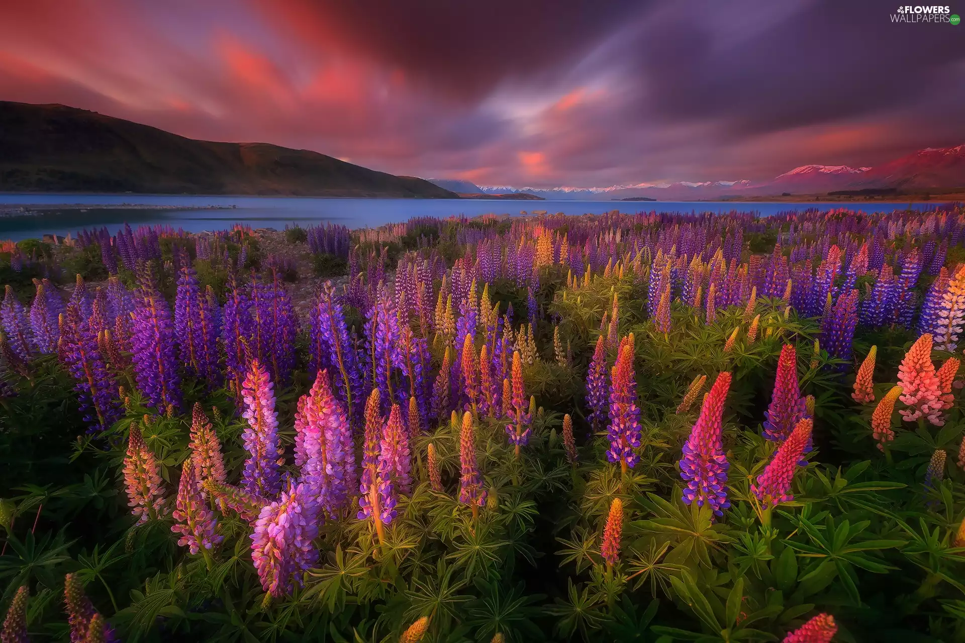 lupine, Mountains, Tekapo Lake, Flowers, New Zeland