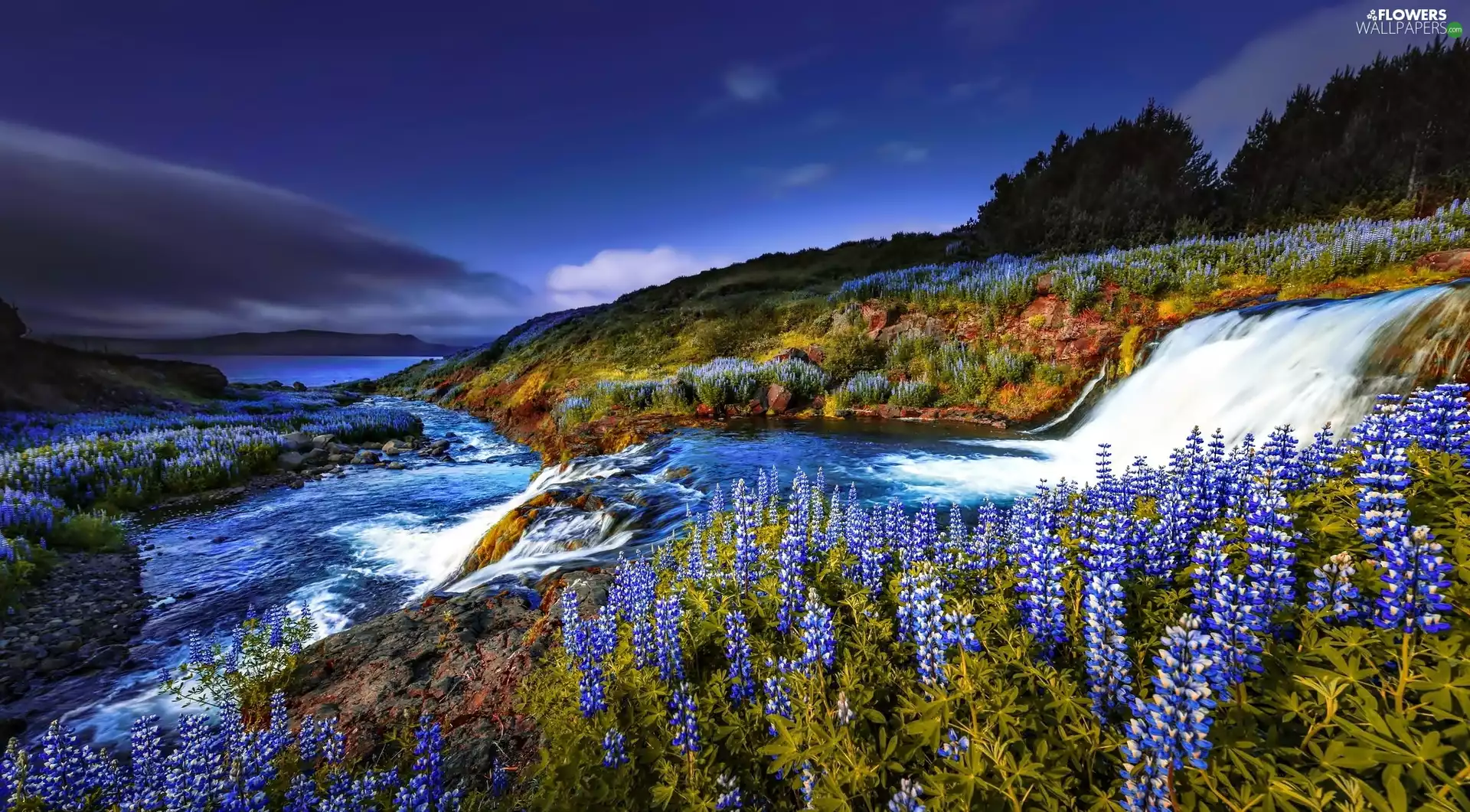 lakes, The Hills, lupine, trees, Flowers, inflow, River, viewes