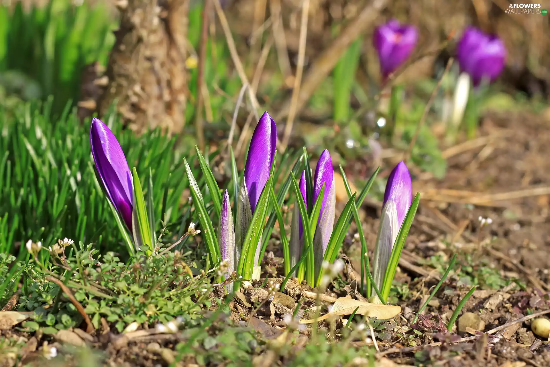 crocuses, grass, land, purple