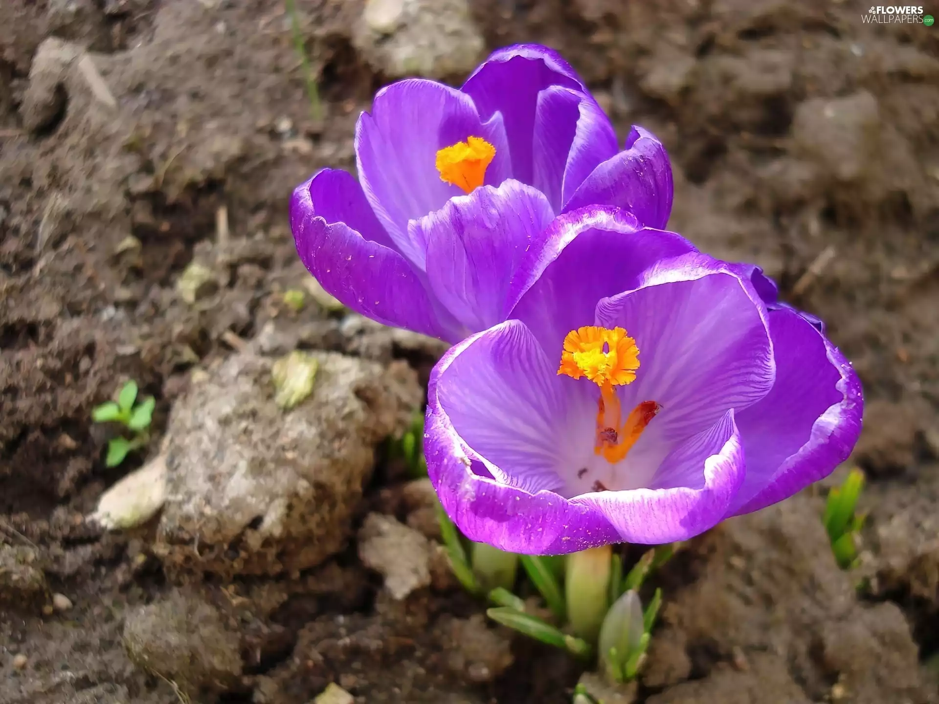 crocuses, land