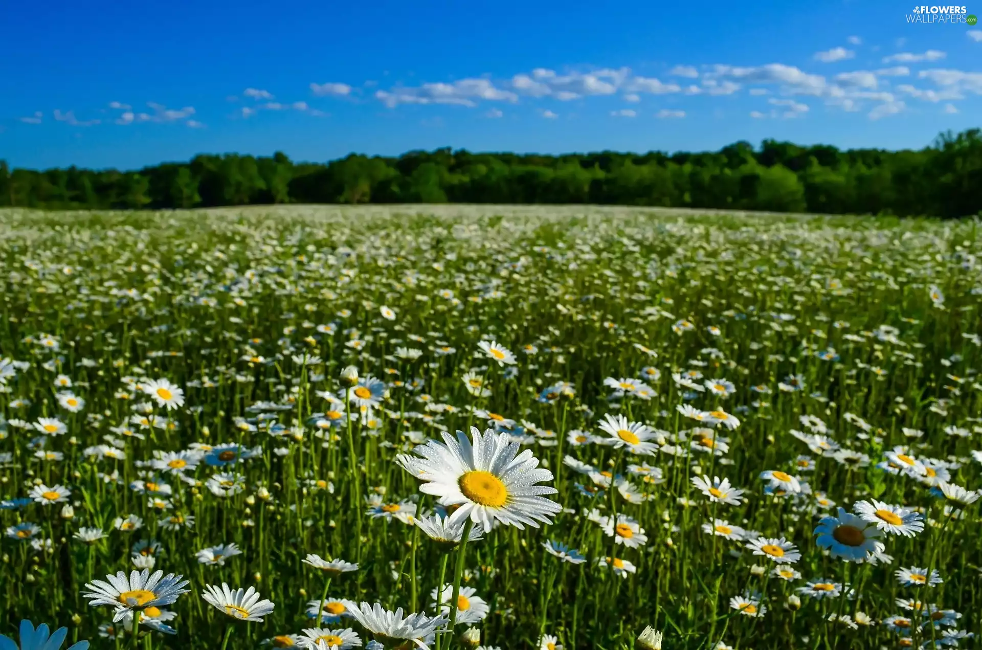 landscape, daisy, Meadow
