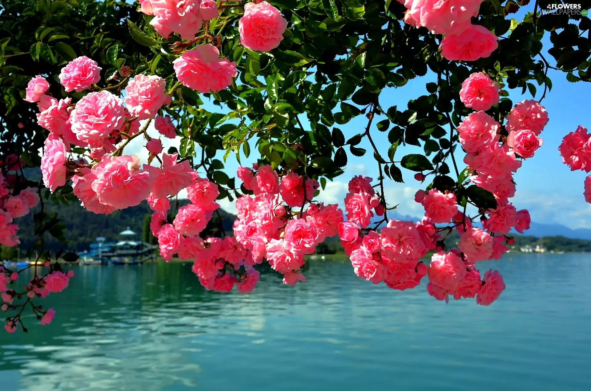 landscape, roses, River