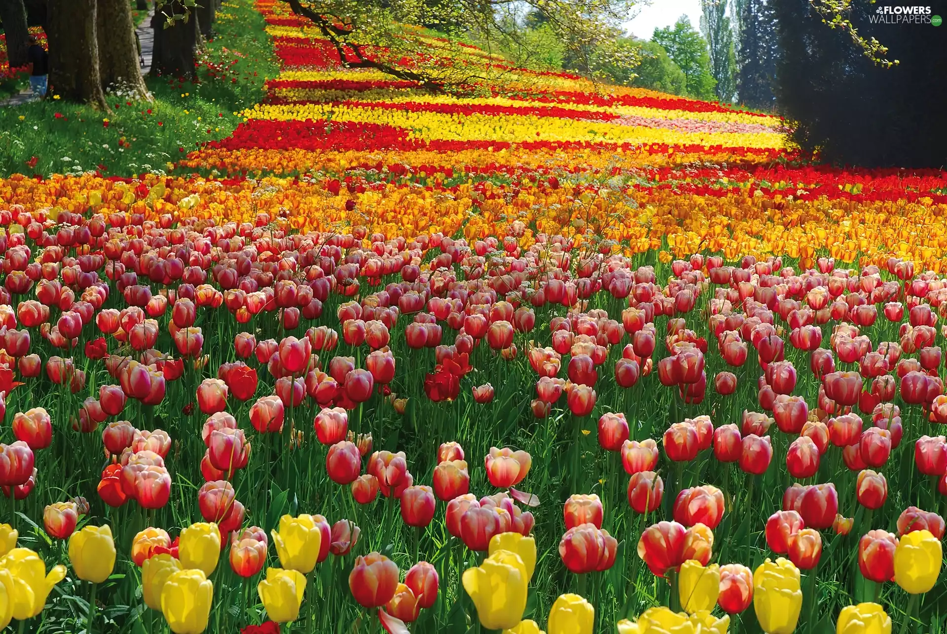viewes, lane, Tulips, trees, color