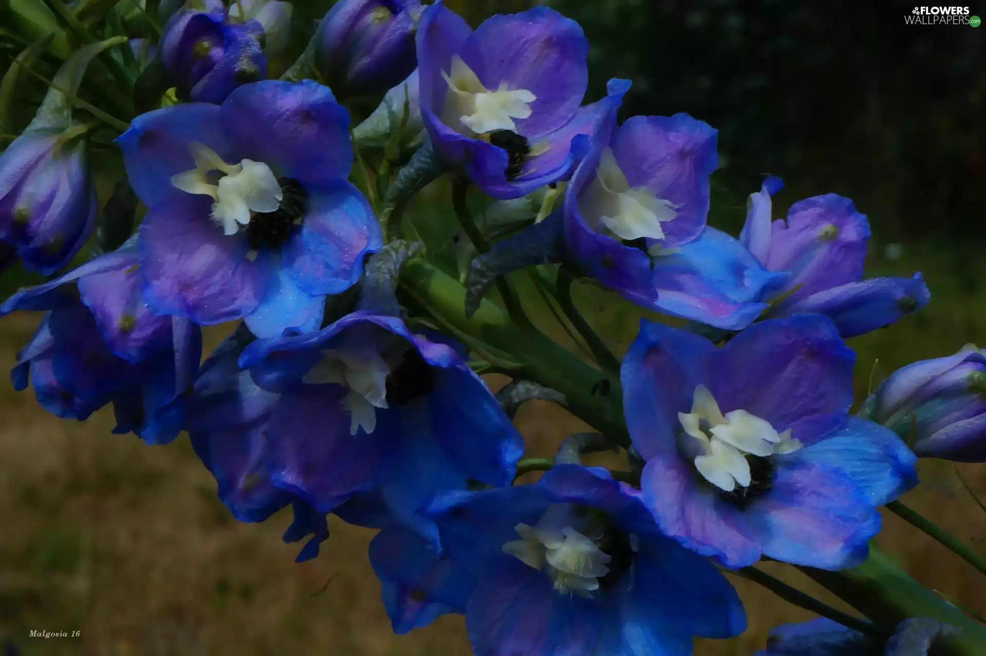 larkspur, Flowers, Blue