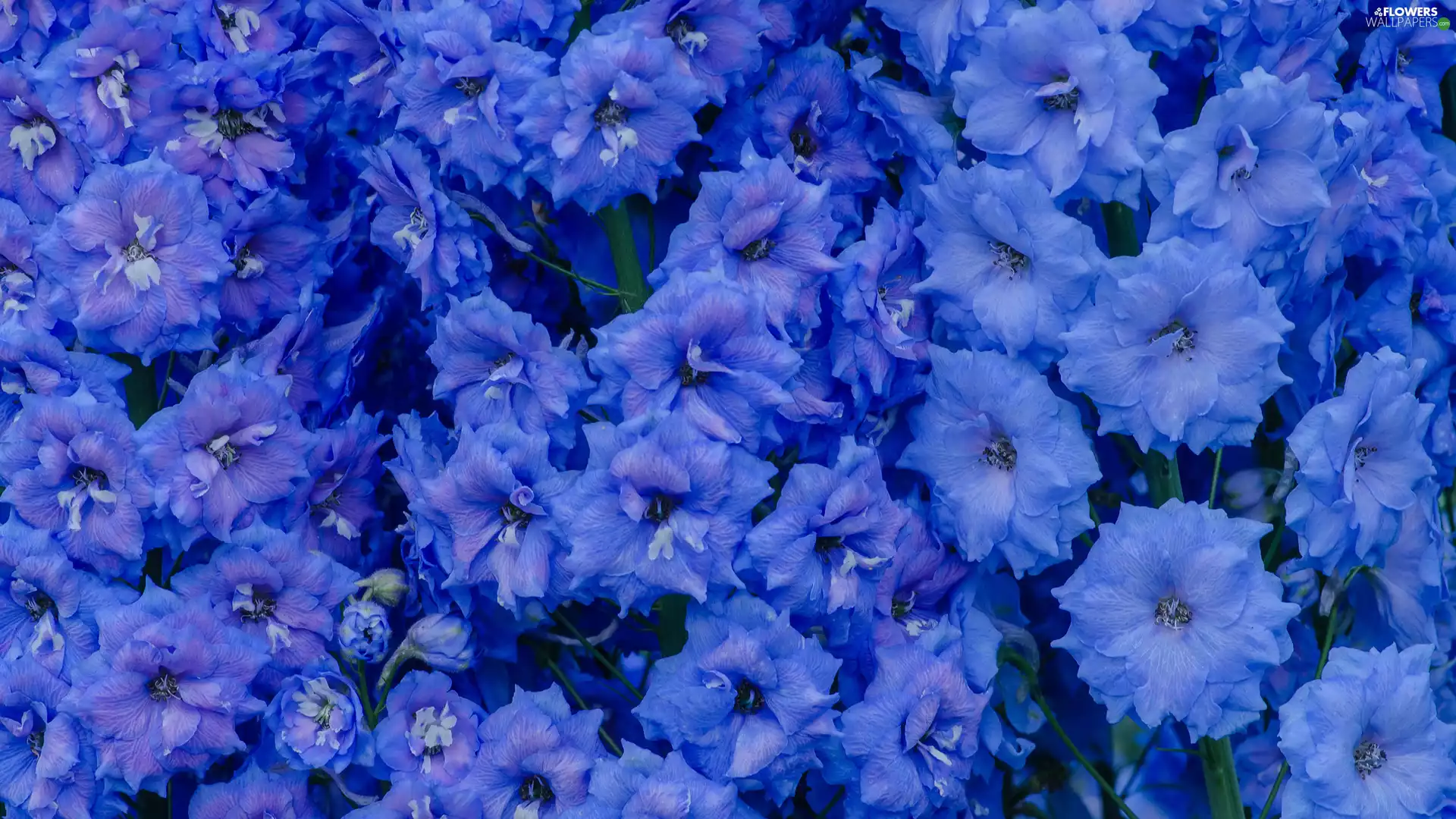 larkspur, Blue, Flowers