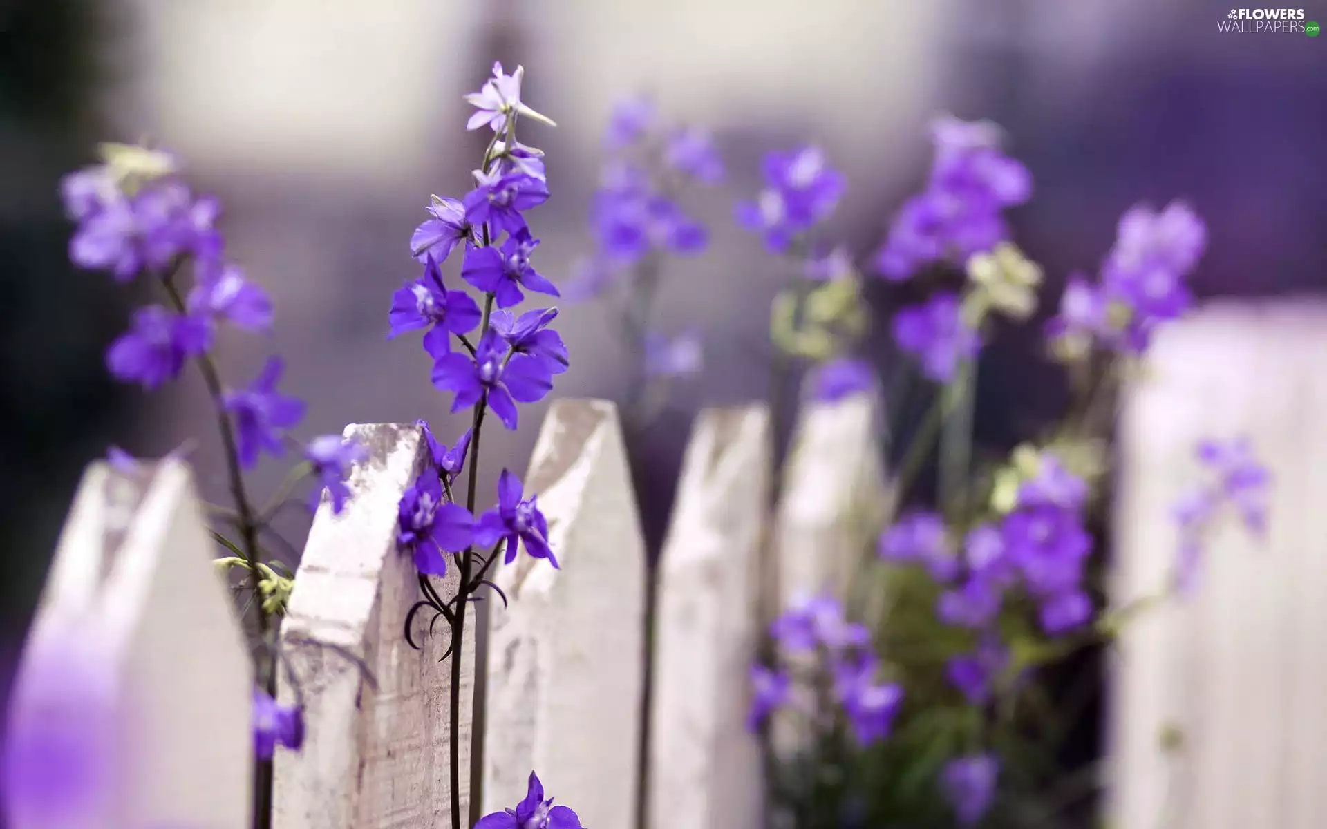 purple, larkspur, White, Flowers, Fance