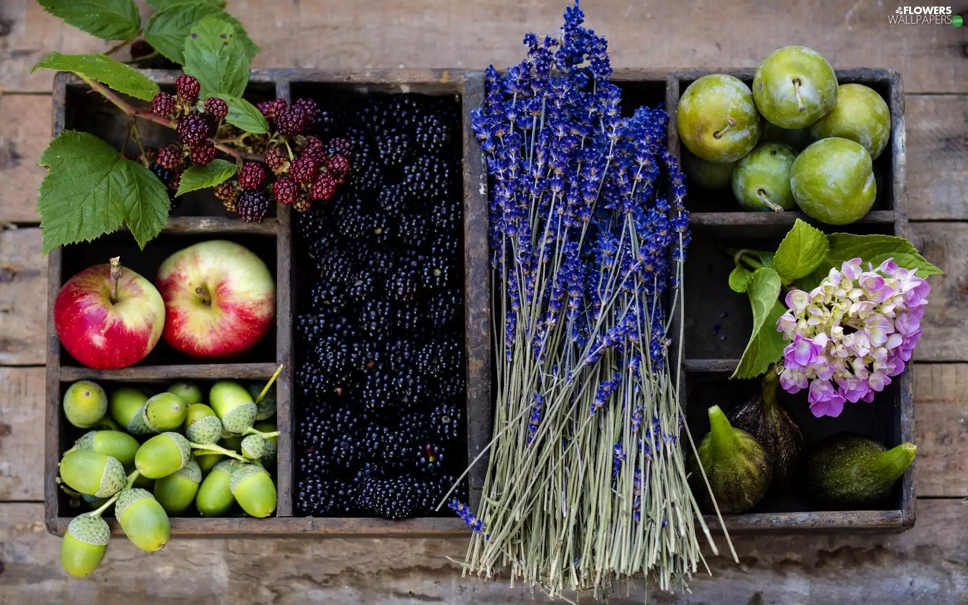 plums, box, Acorns, lavender, blackberries, apples