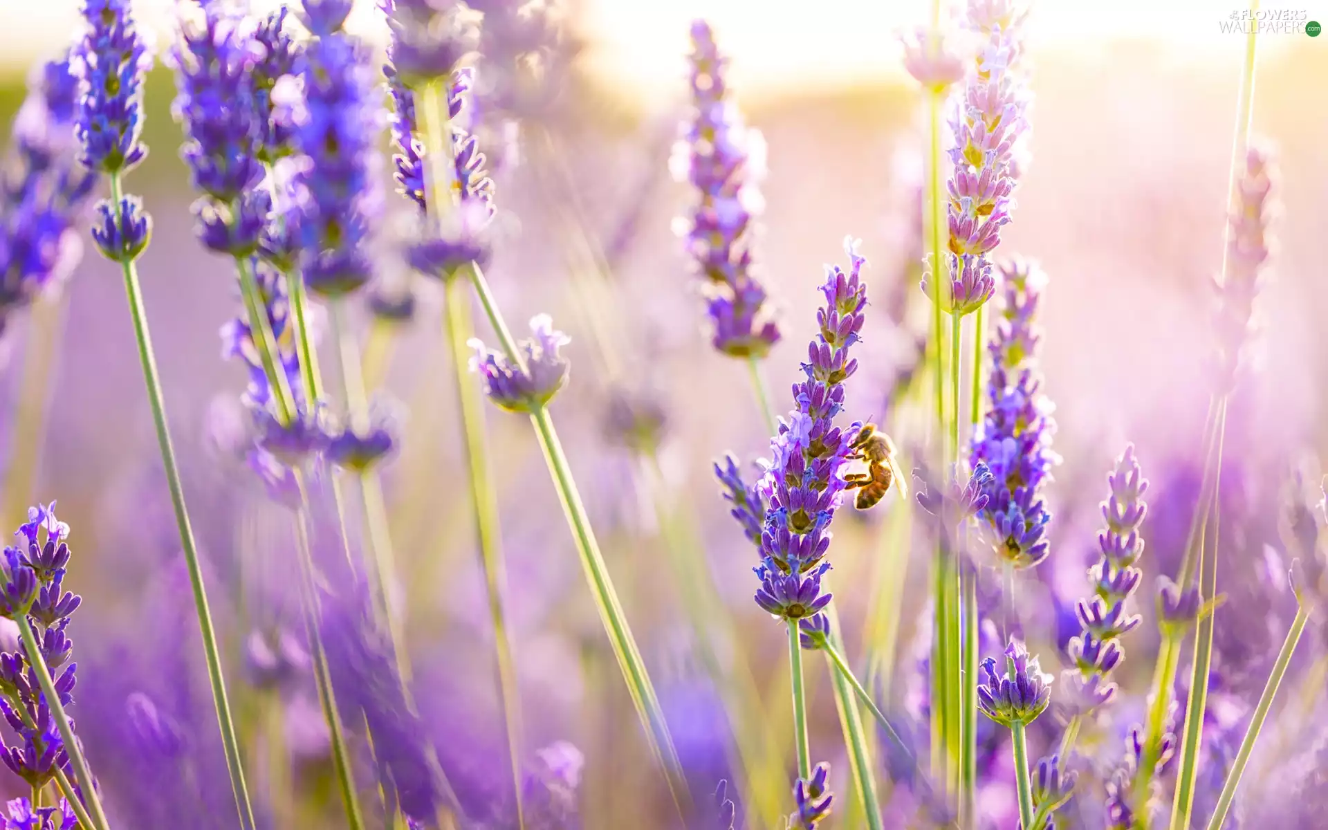 bee, Meadow, summer, lavender