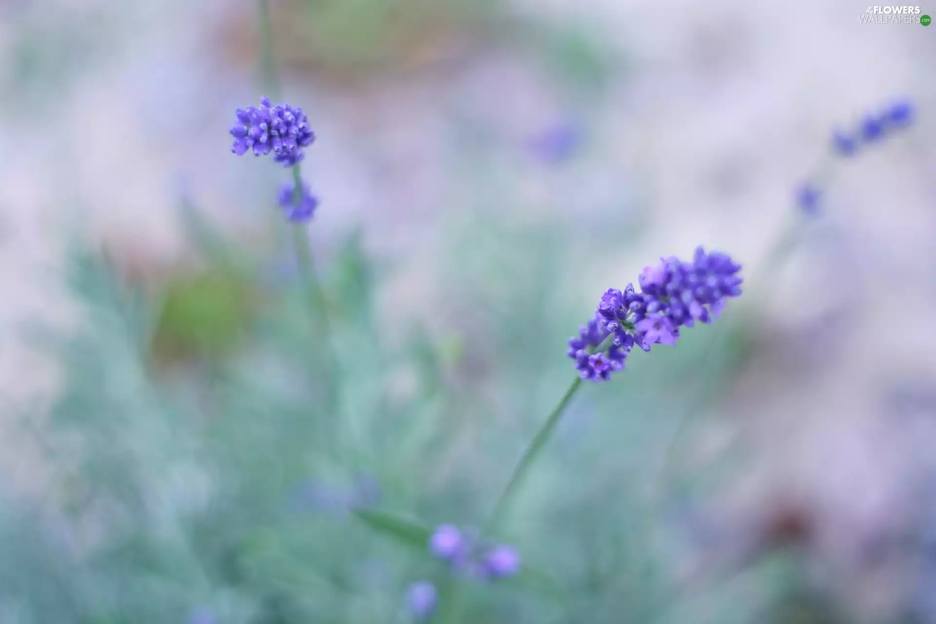 lavender, blur