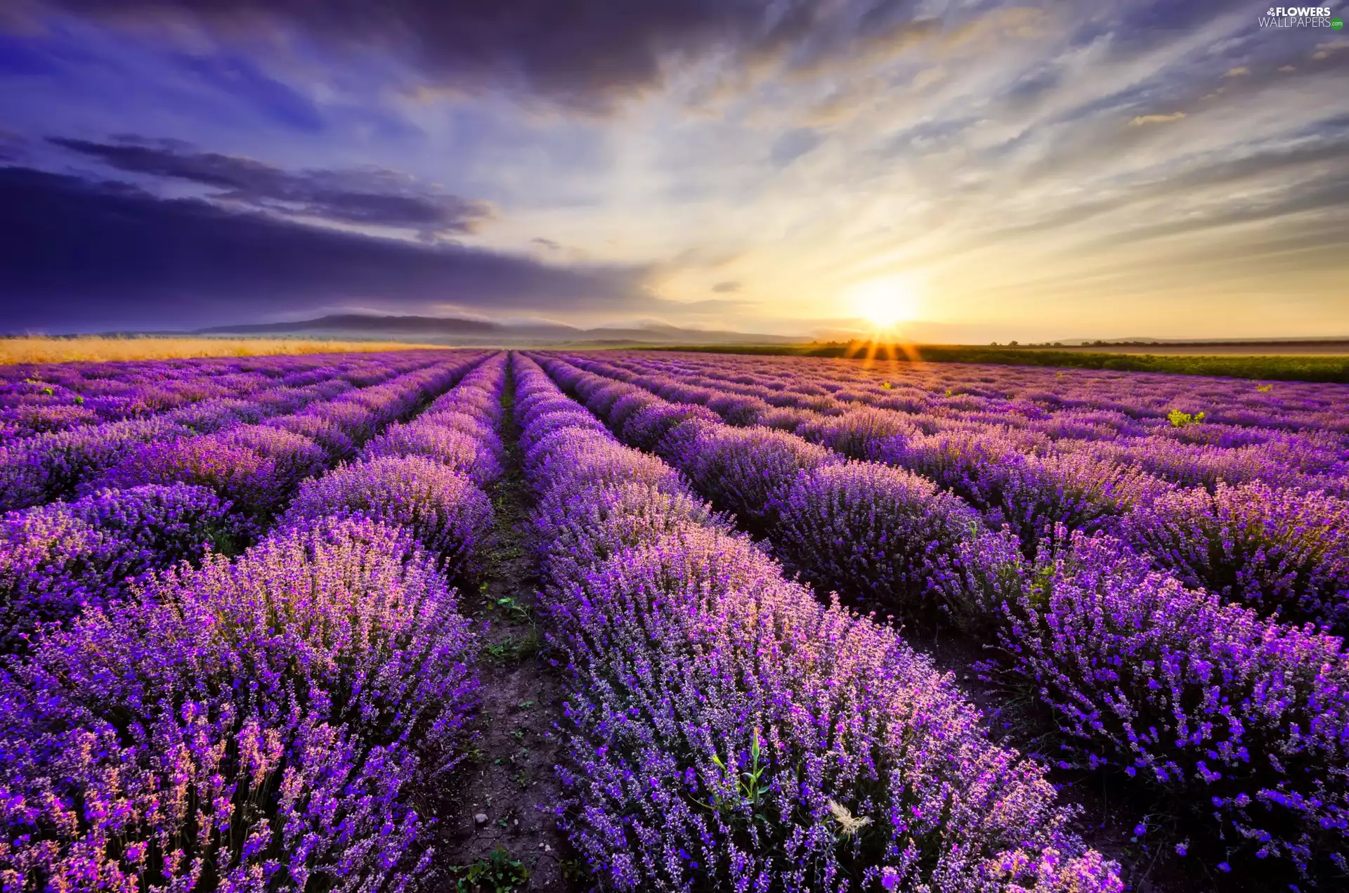 Bulgaria, Sunrise, clouds, lavender