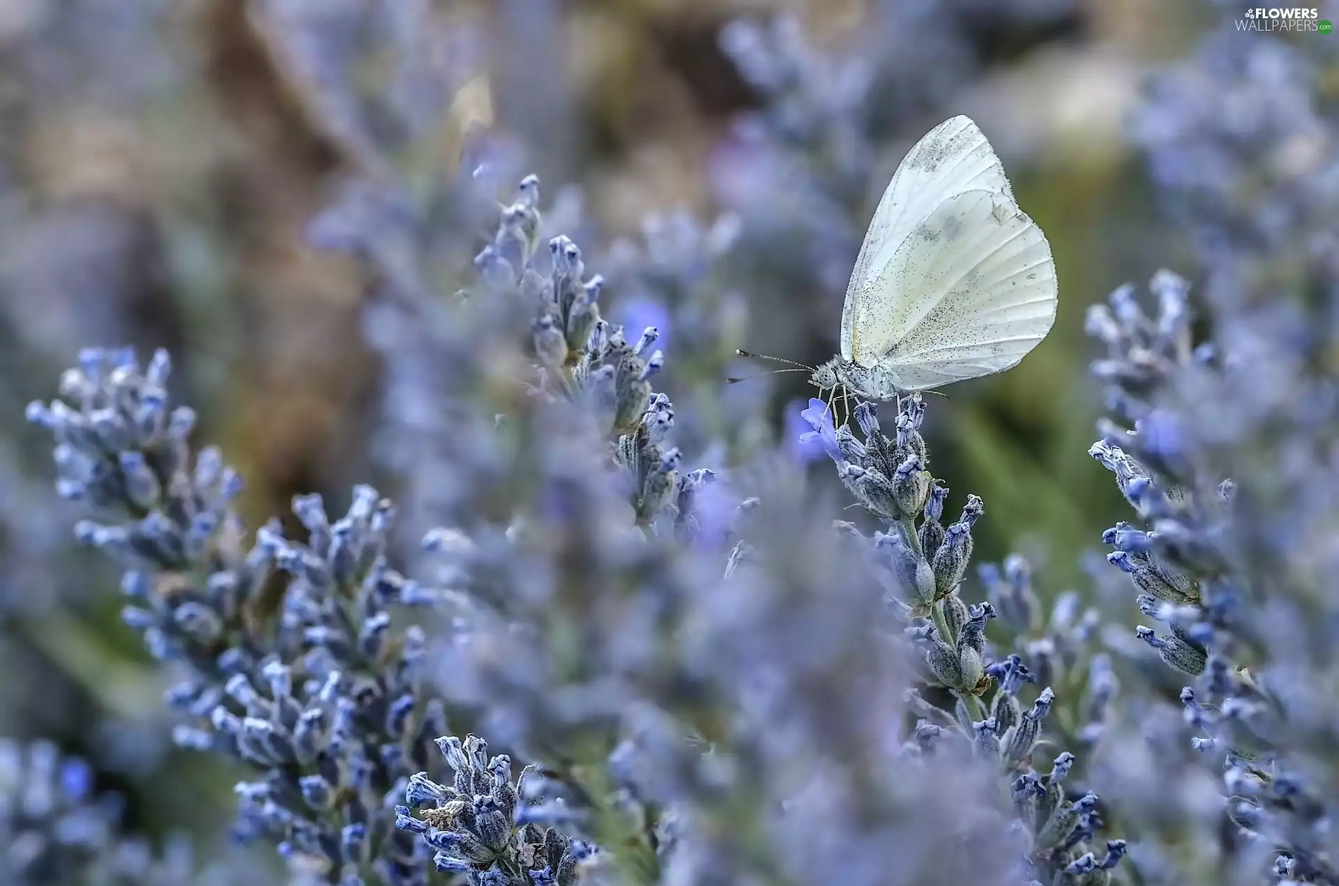 lavender, butterfly, butterfly