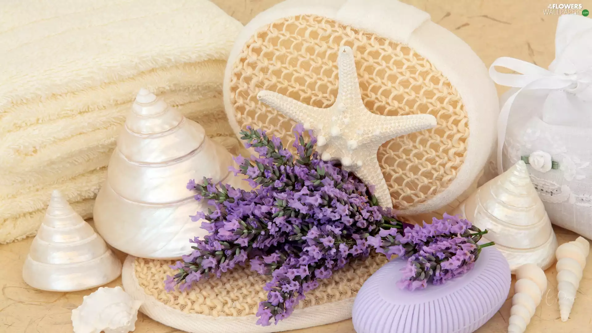 composition, Spa, Shells, lavender