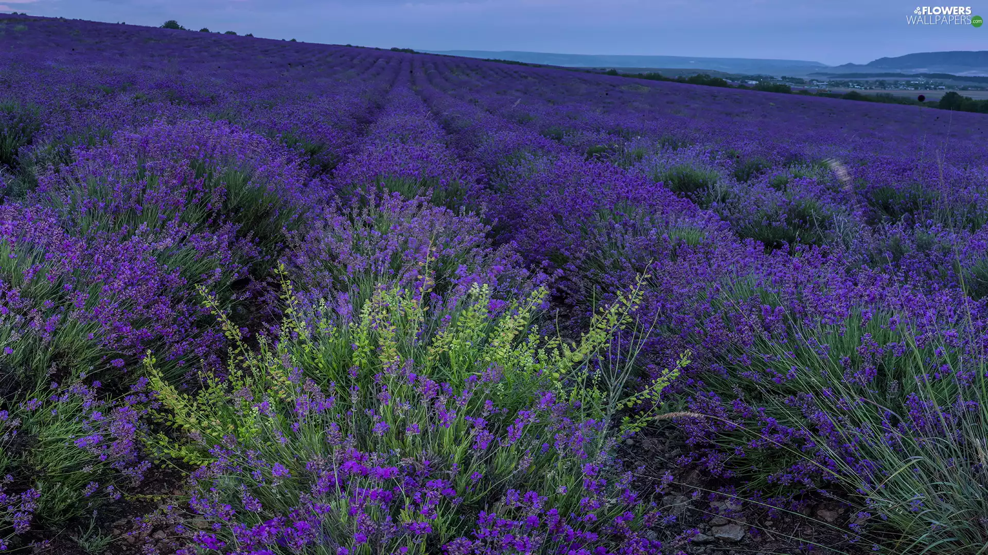 lavender, Field, cultivation