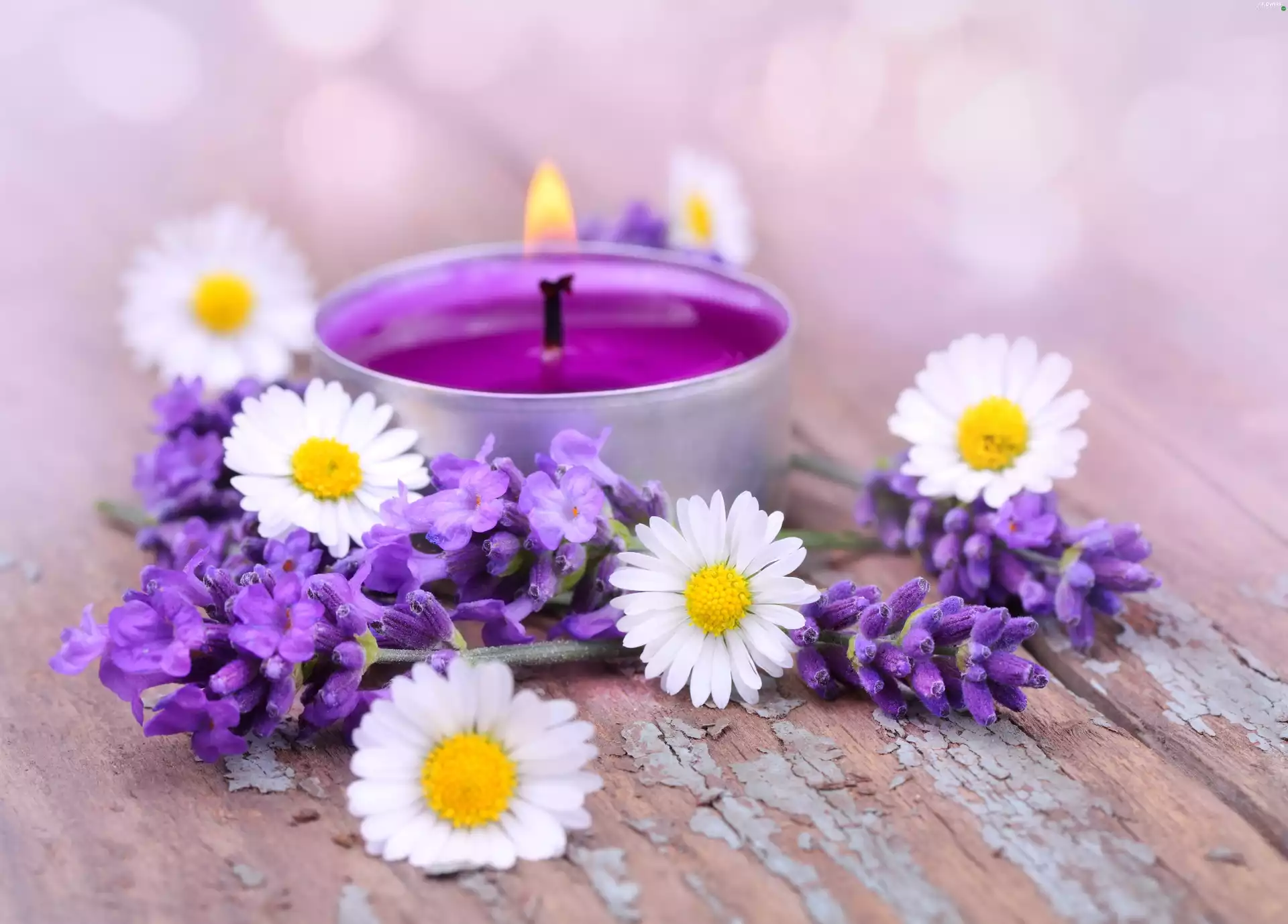 Candle, lavender, daisies, Big Fire