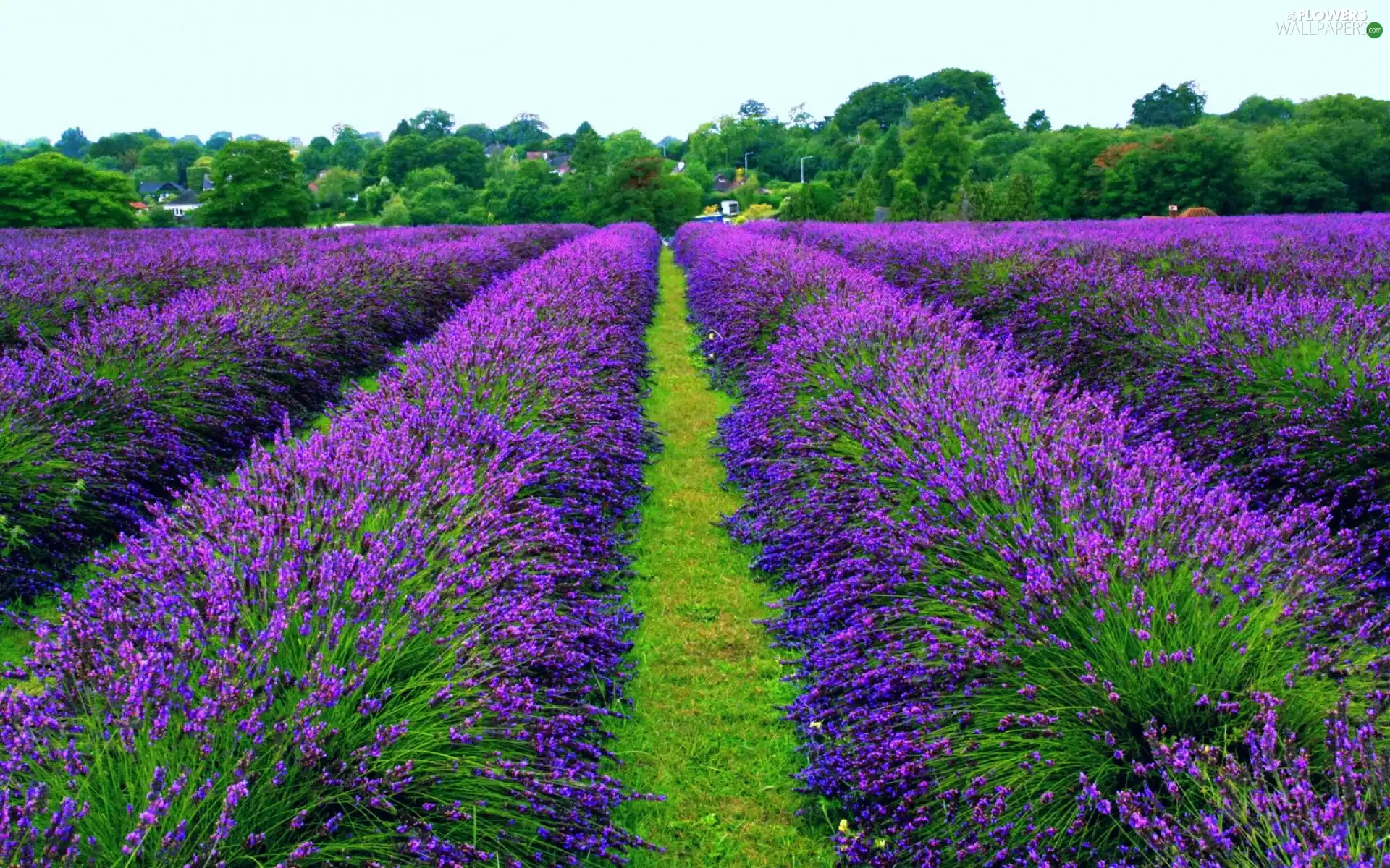 Lavender Field