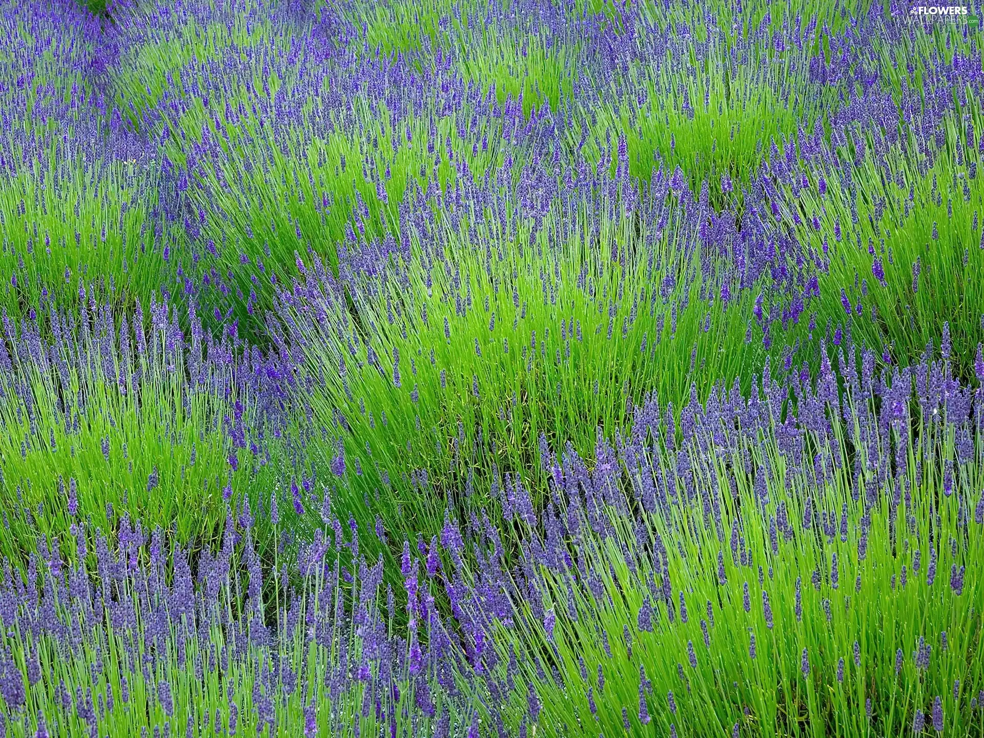 Field, lavender