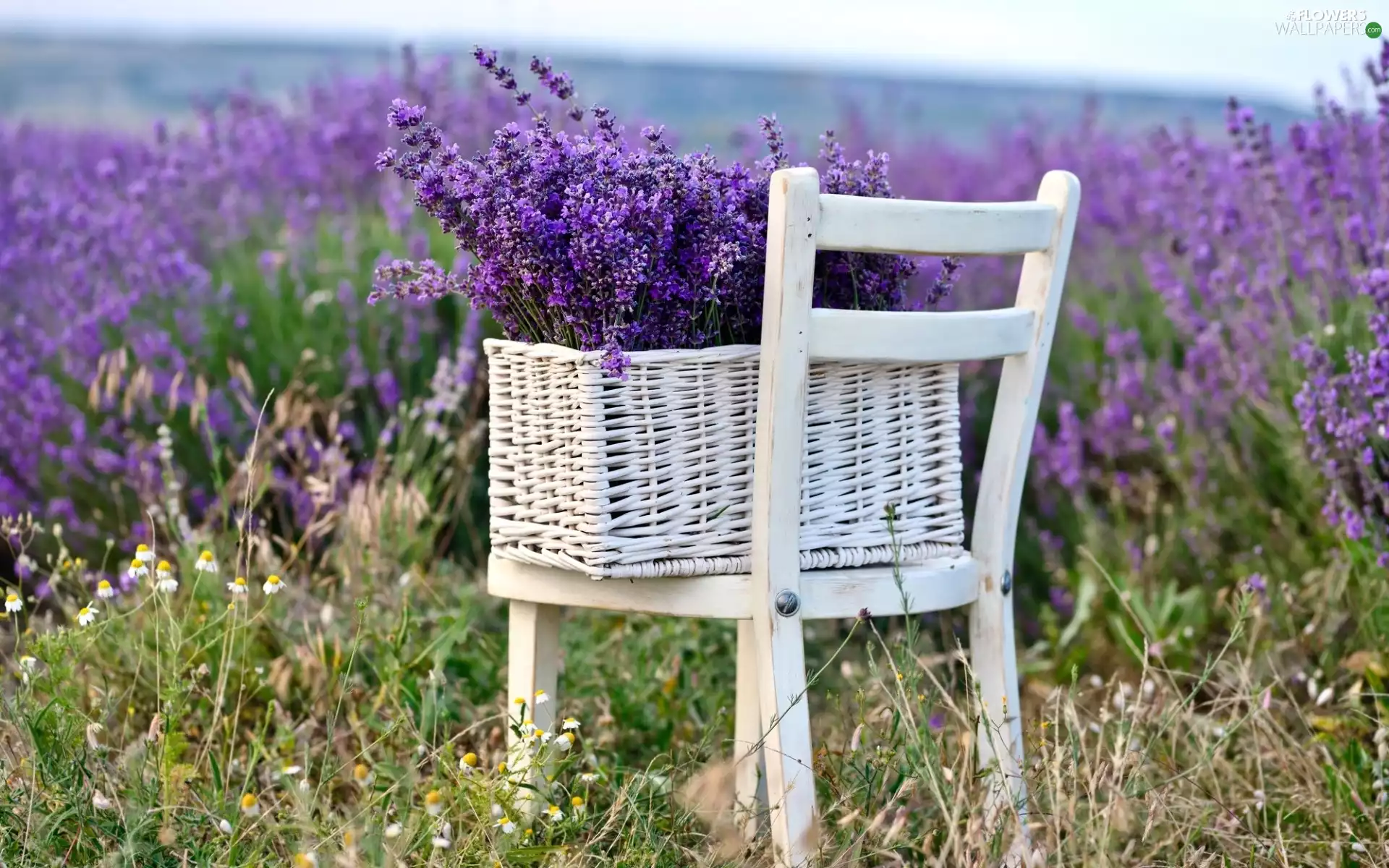 Field, Chair, basket, lavender