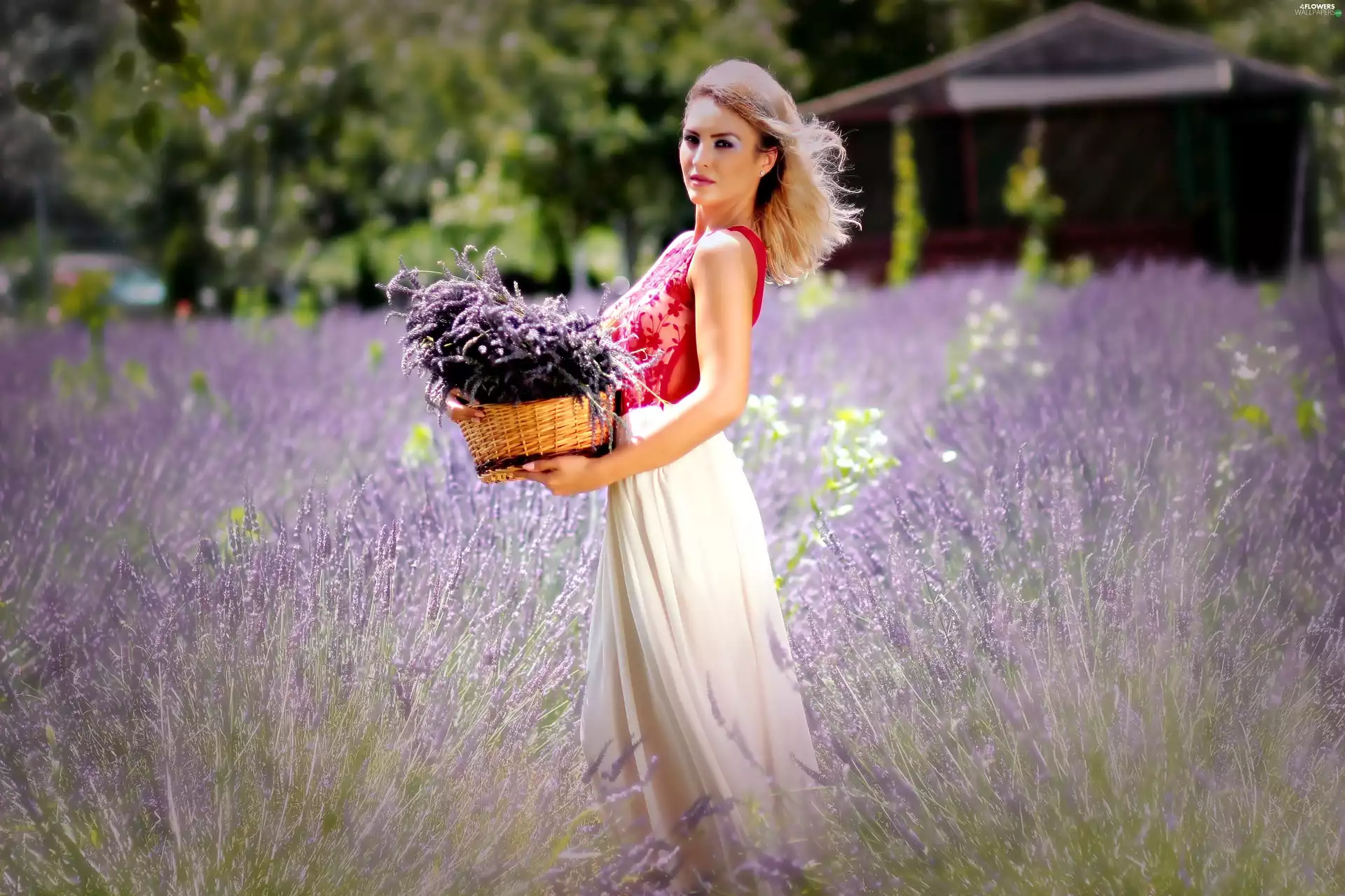 Field, girl, basket, lavender