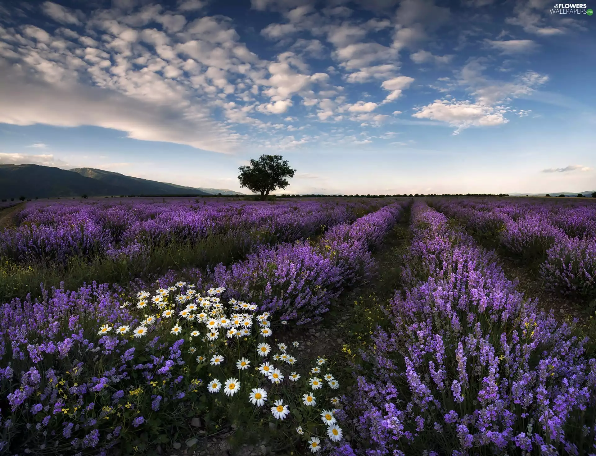 Field, camomiles, clouds, lavender
