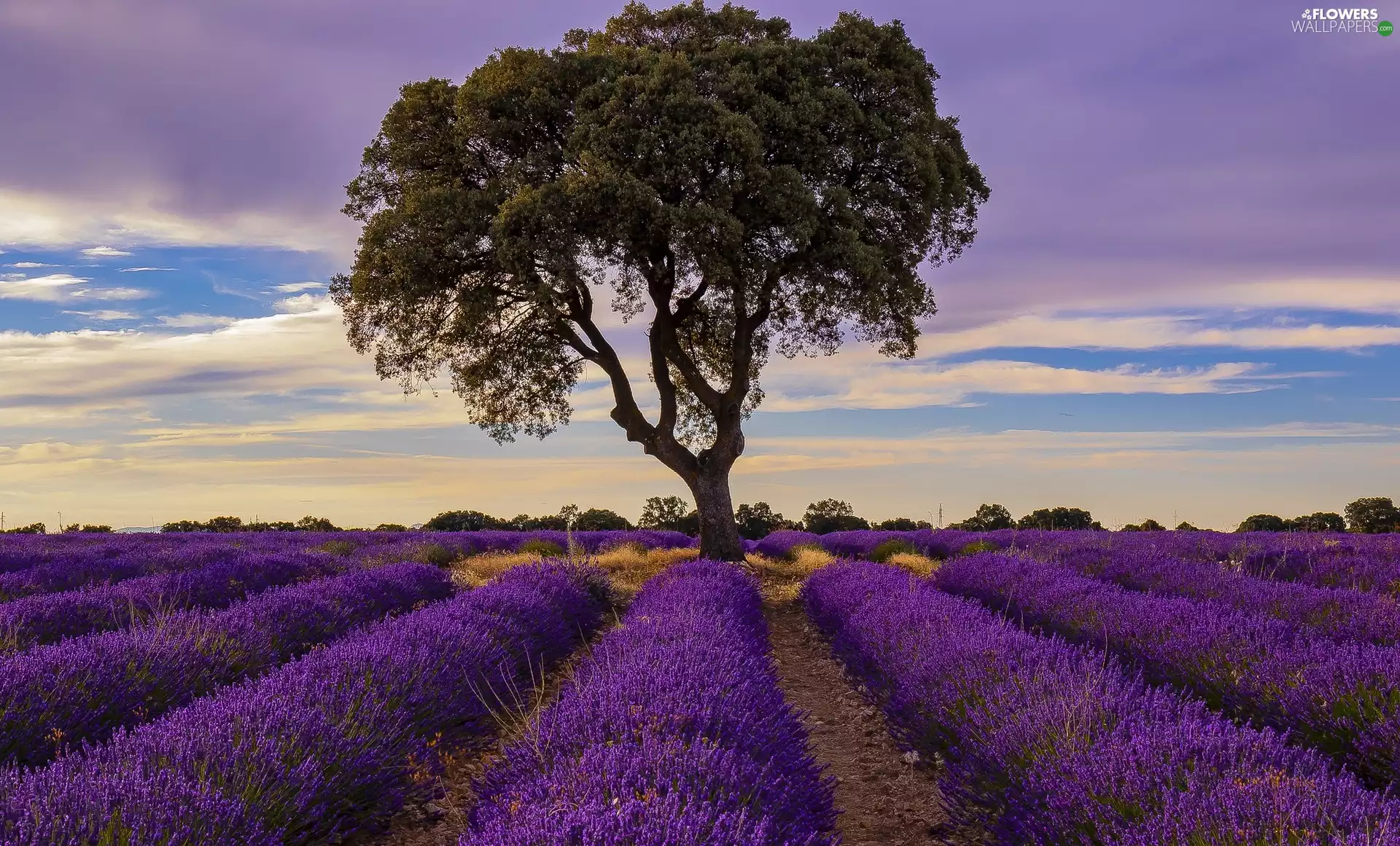 Field, trees, clouds, lavender