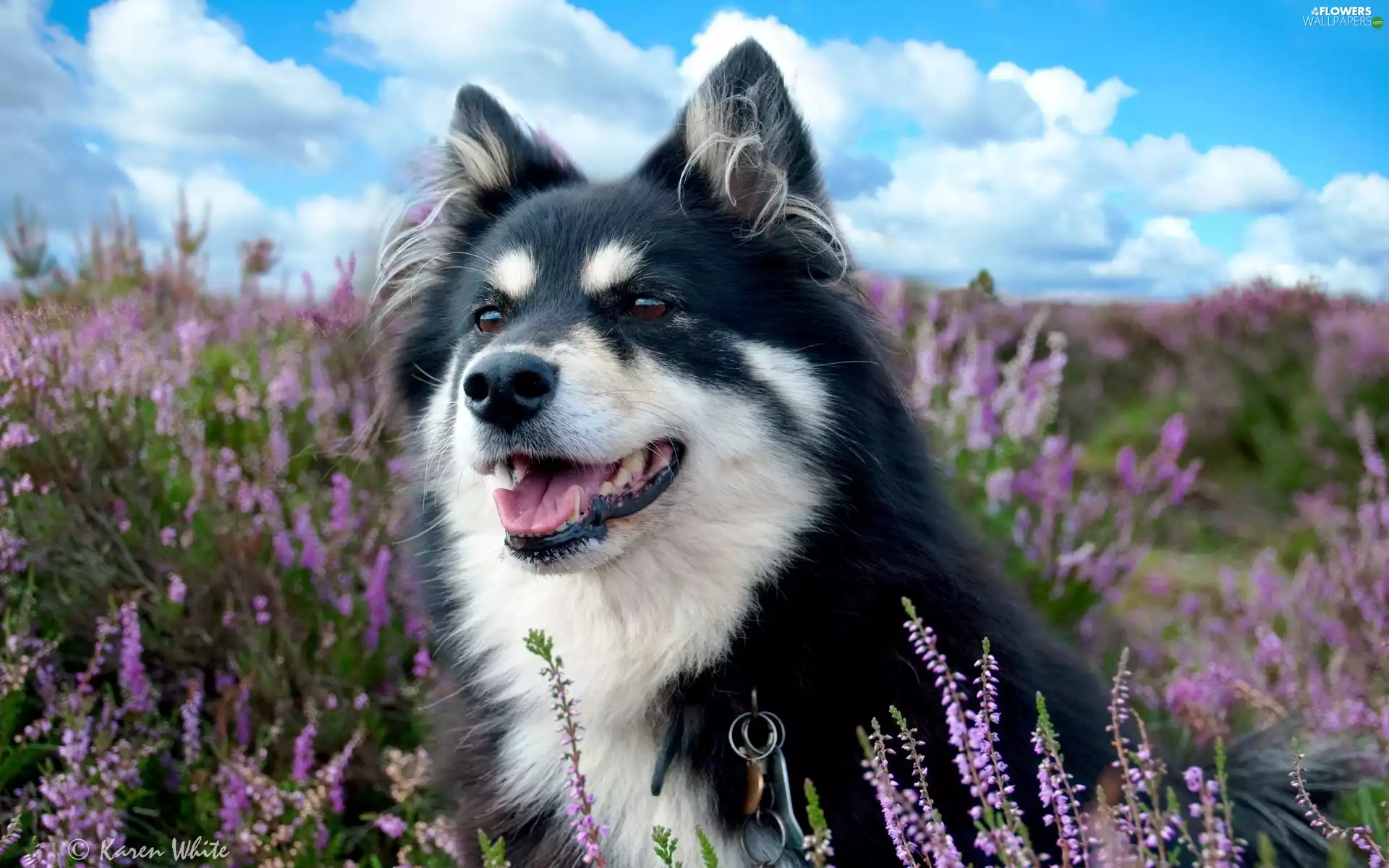 lavender, doggy, Field