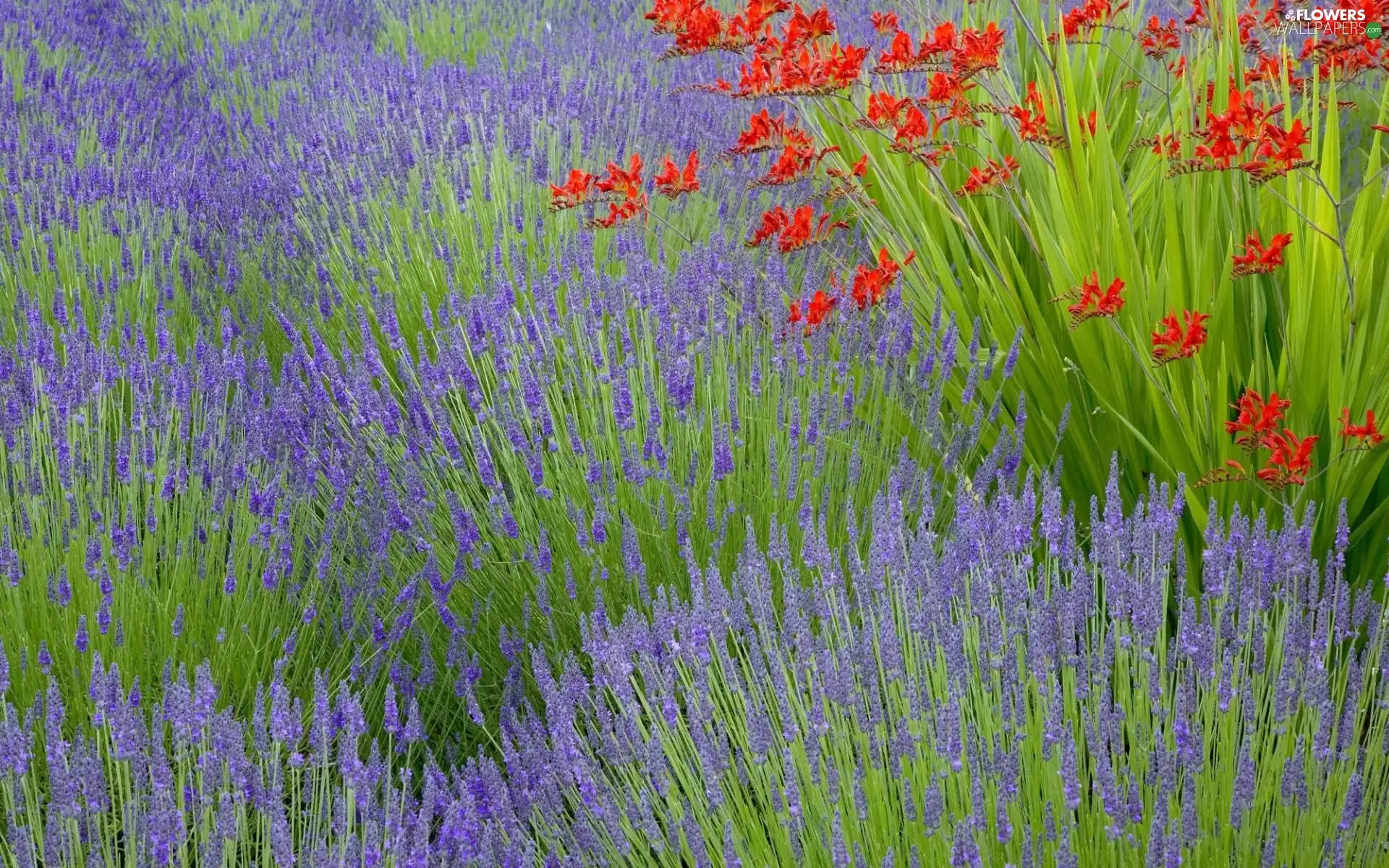 Field, Red, Flowers, lavender