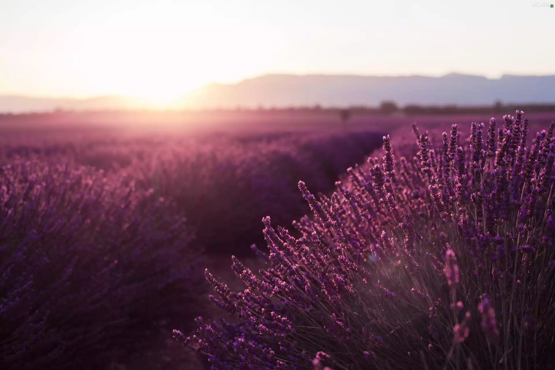 Field, sun, Mountains, lavender