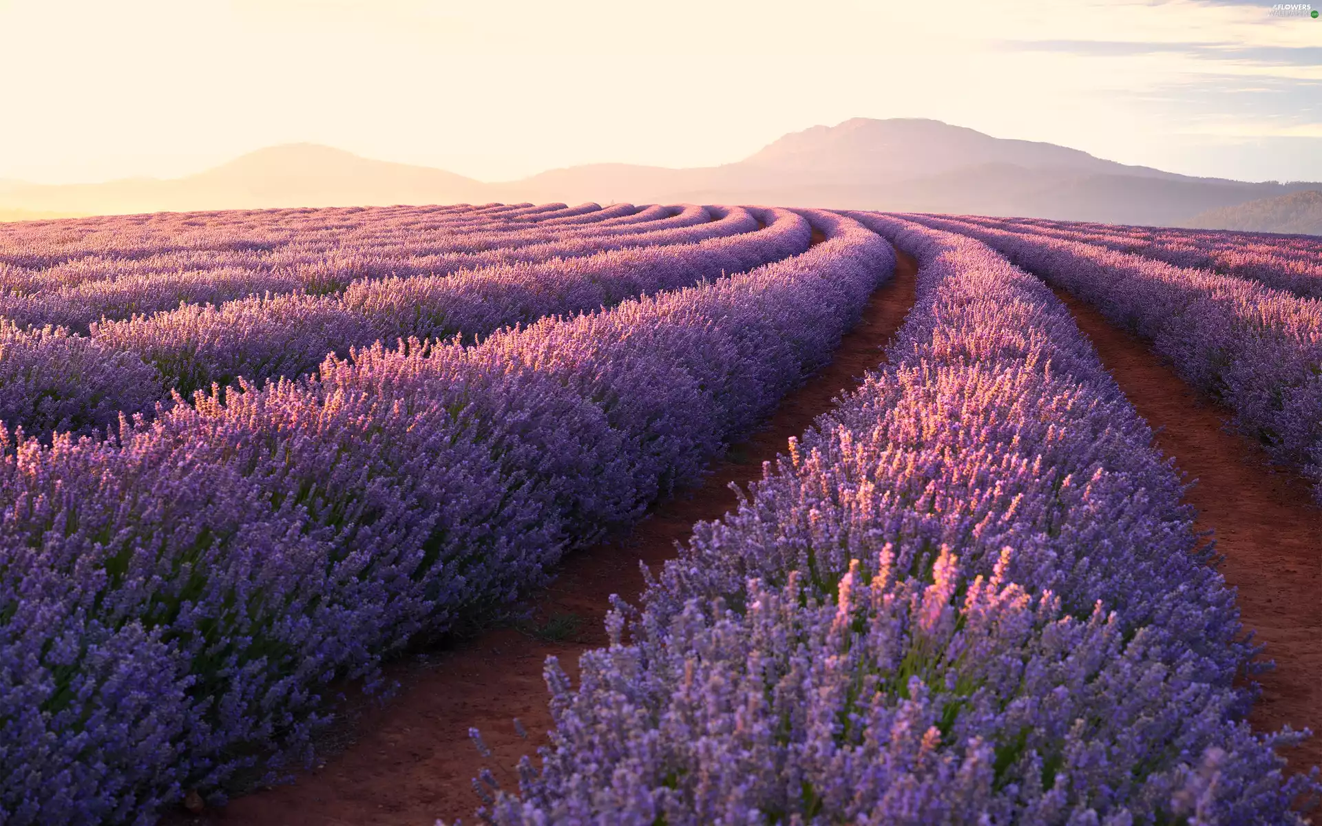 Field, Sunrise, Mountains, lavender