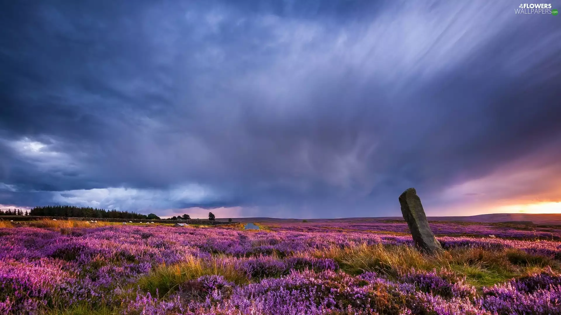 Field, Clouds, Sky, lavender