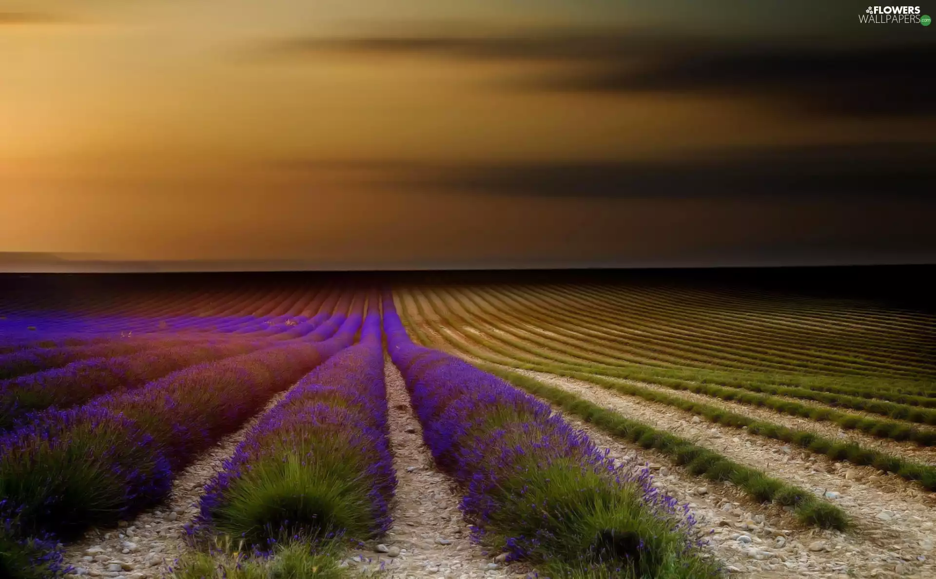 Field, dark, Sky, lavender