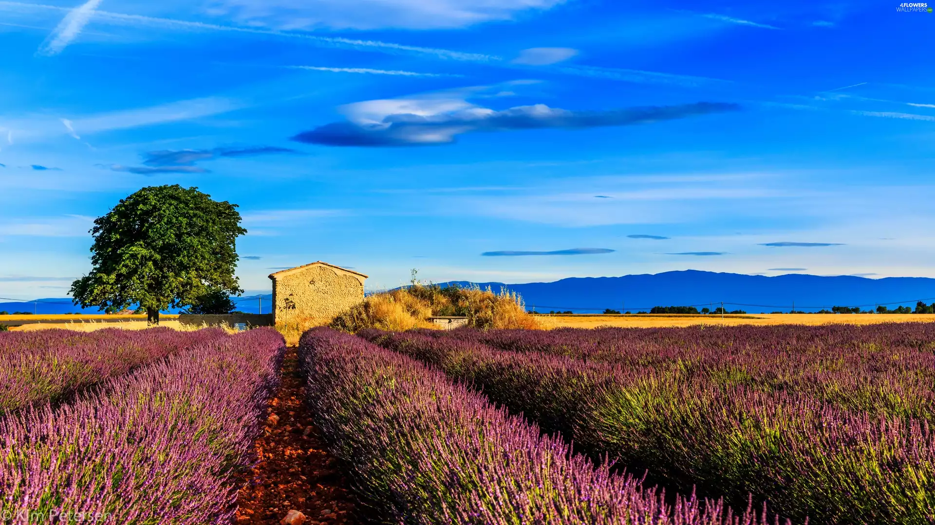 Field, house, Sky, lavender
