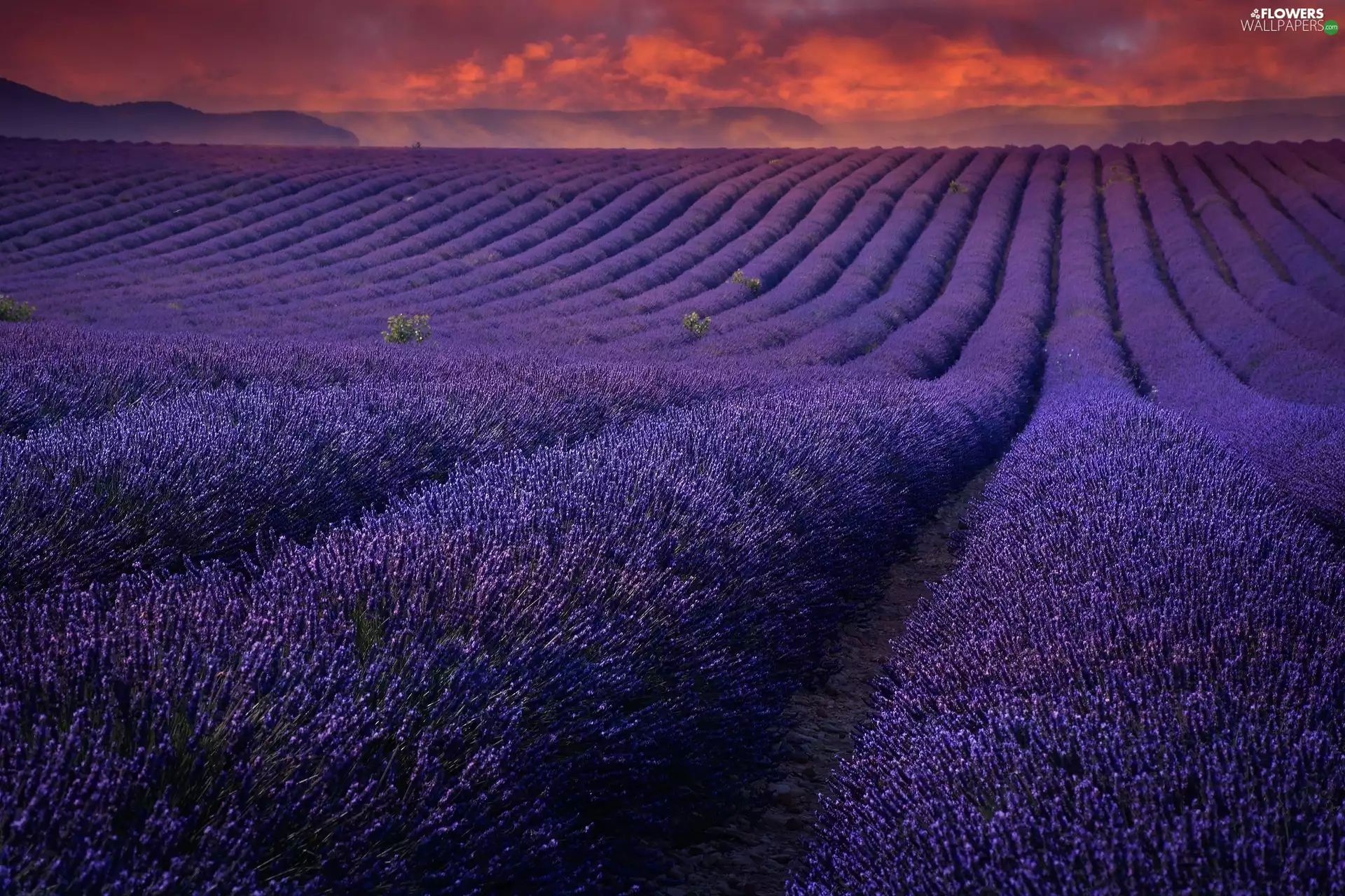 Field, west, Sun, lavender
