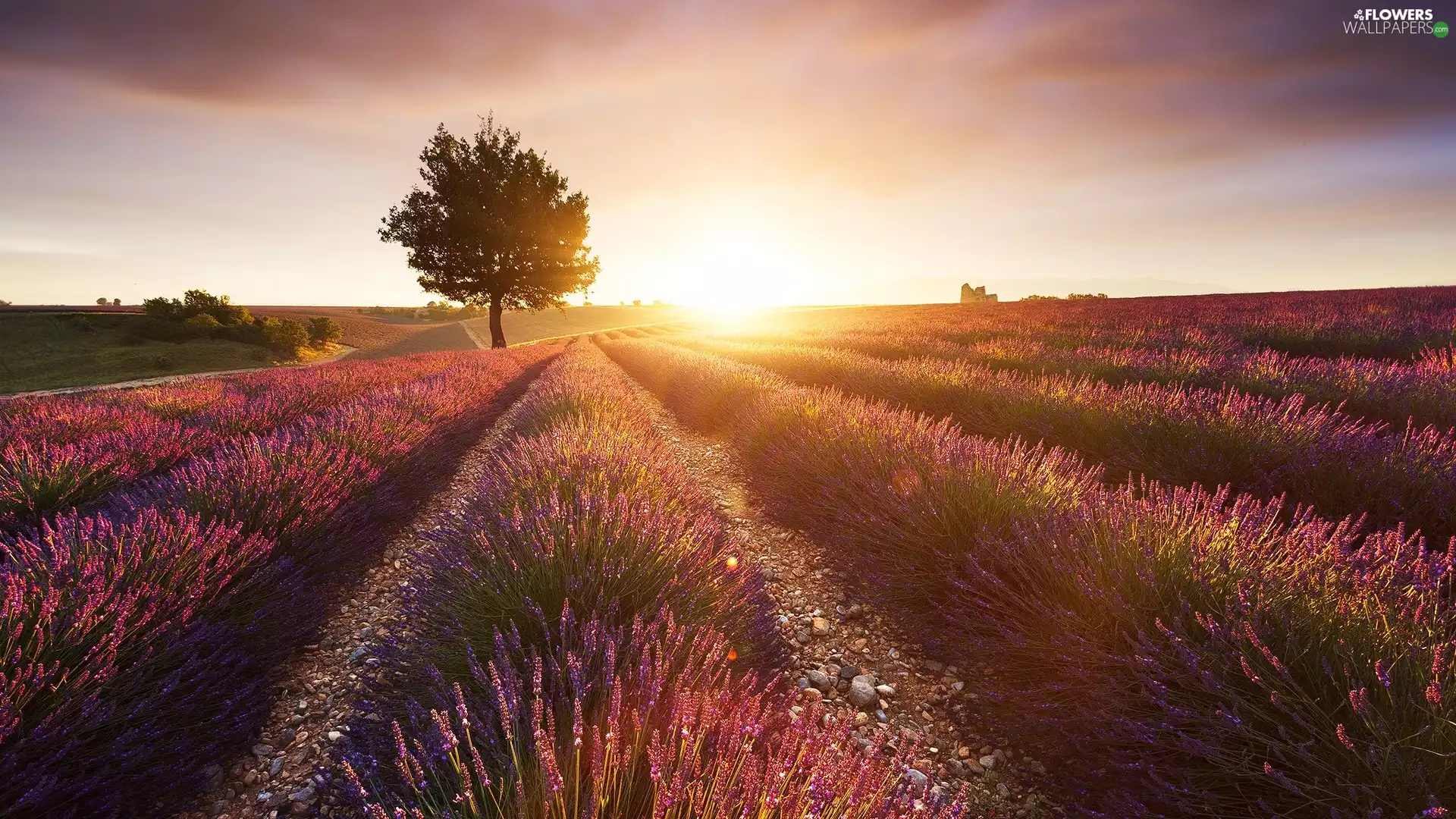 Field, trees, Sunrise, lavender