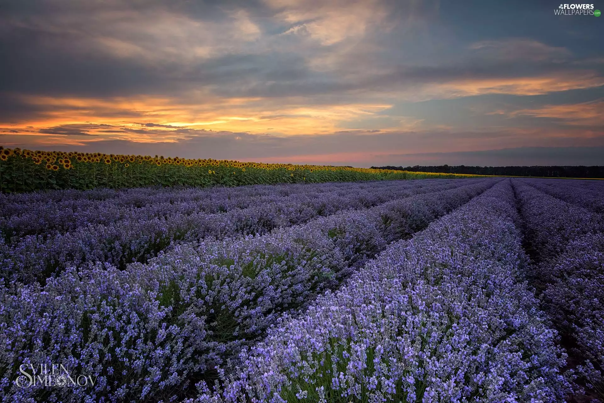 clouds, Great Sunsets, lavender, Sunflower, field