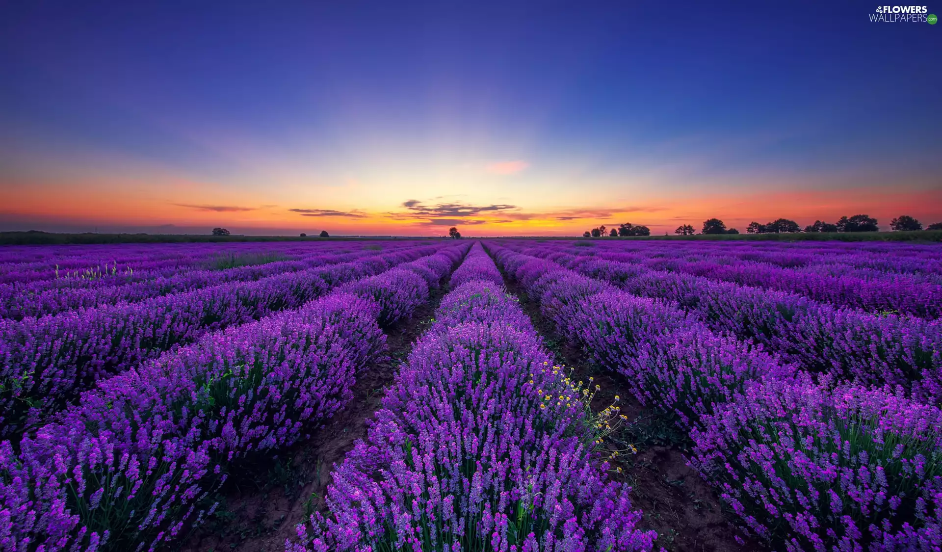 viewes, Great Sunsets, lavender, trees, Field