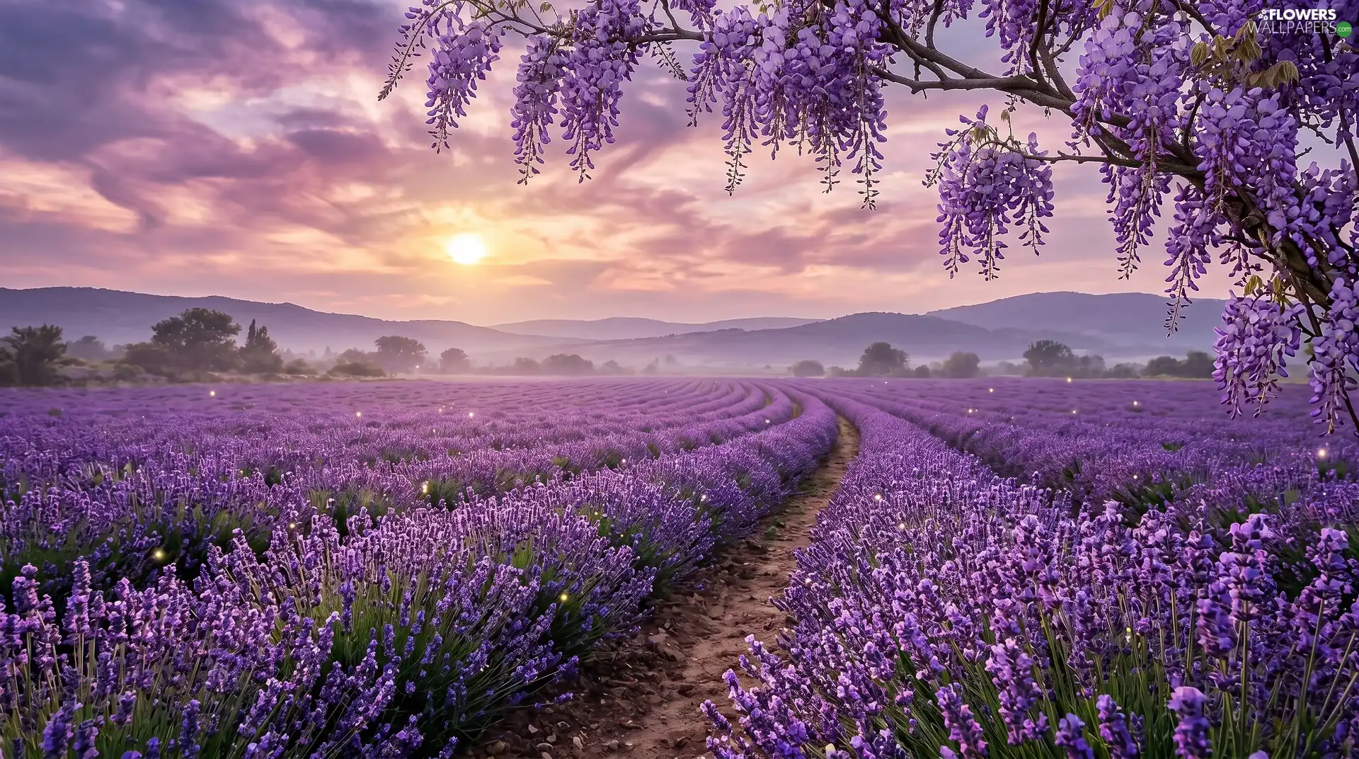 wistaria, Great Sunsets, lavender, trees, Field