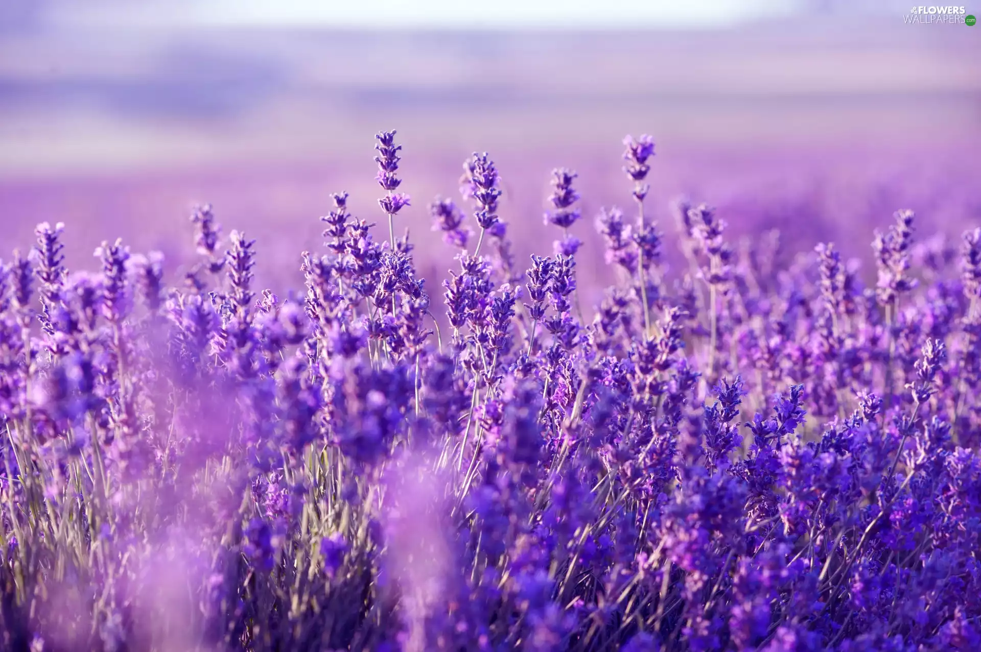 lavender, Field