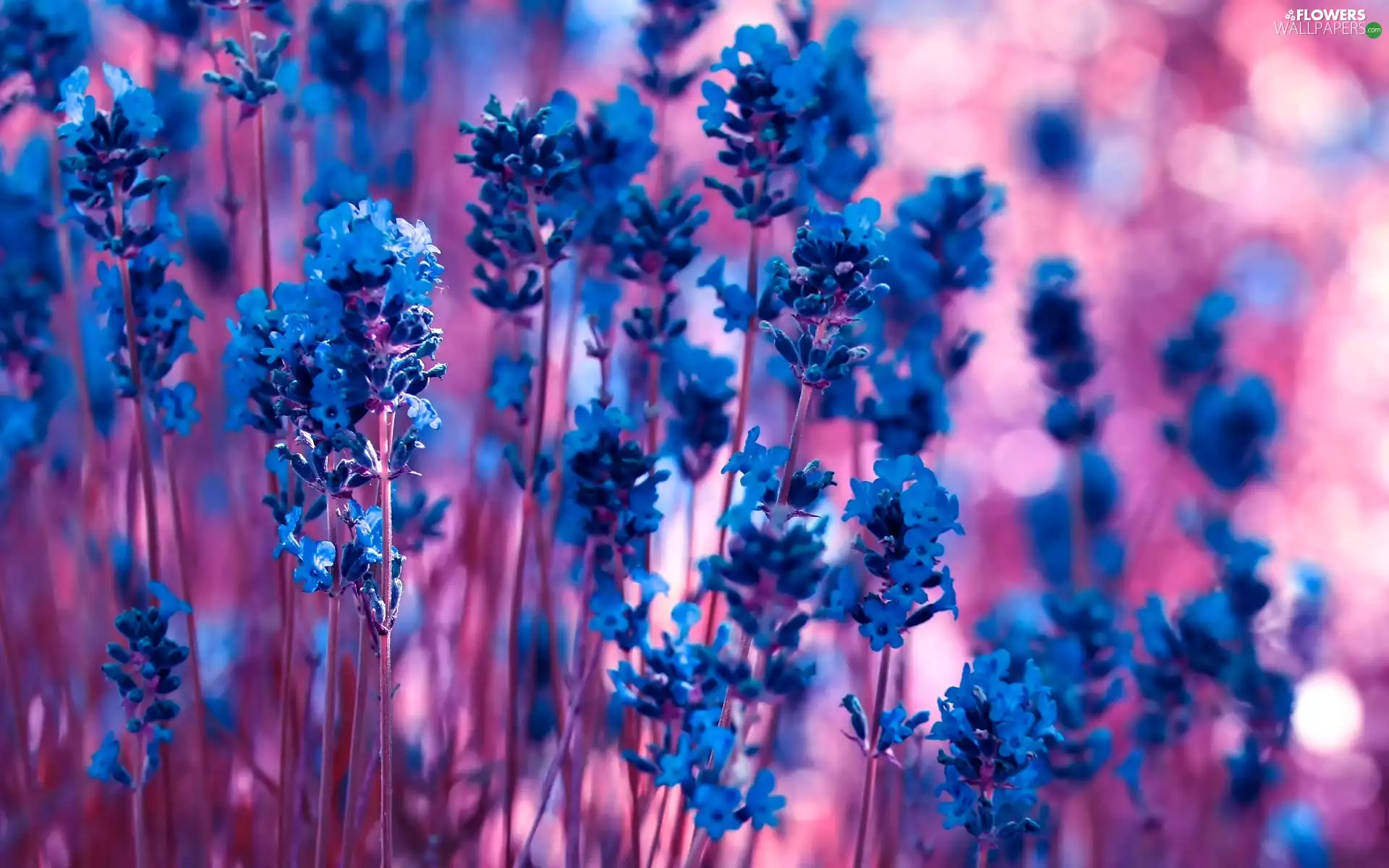 Flowers, lavender