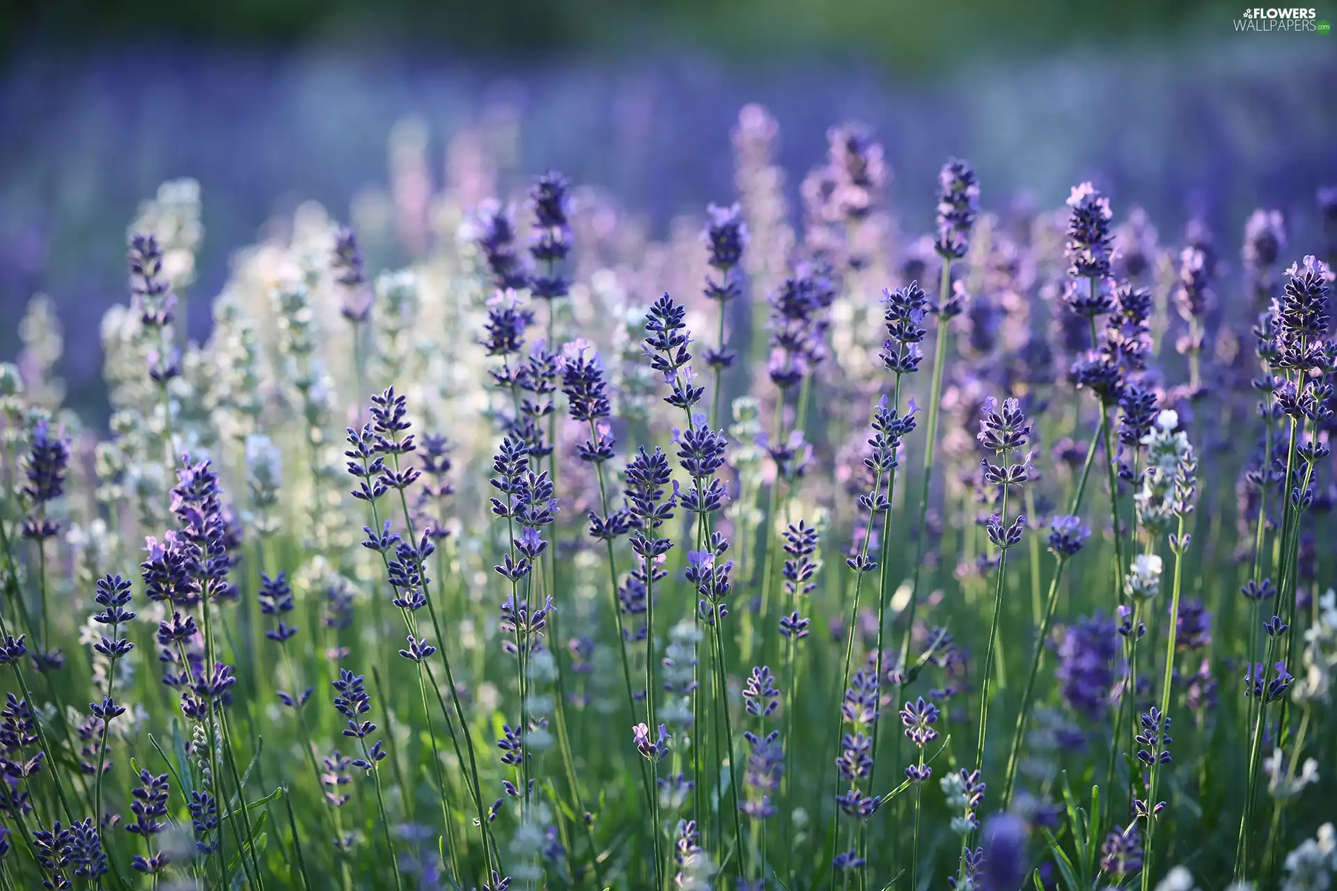 lavender, Flowers